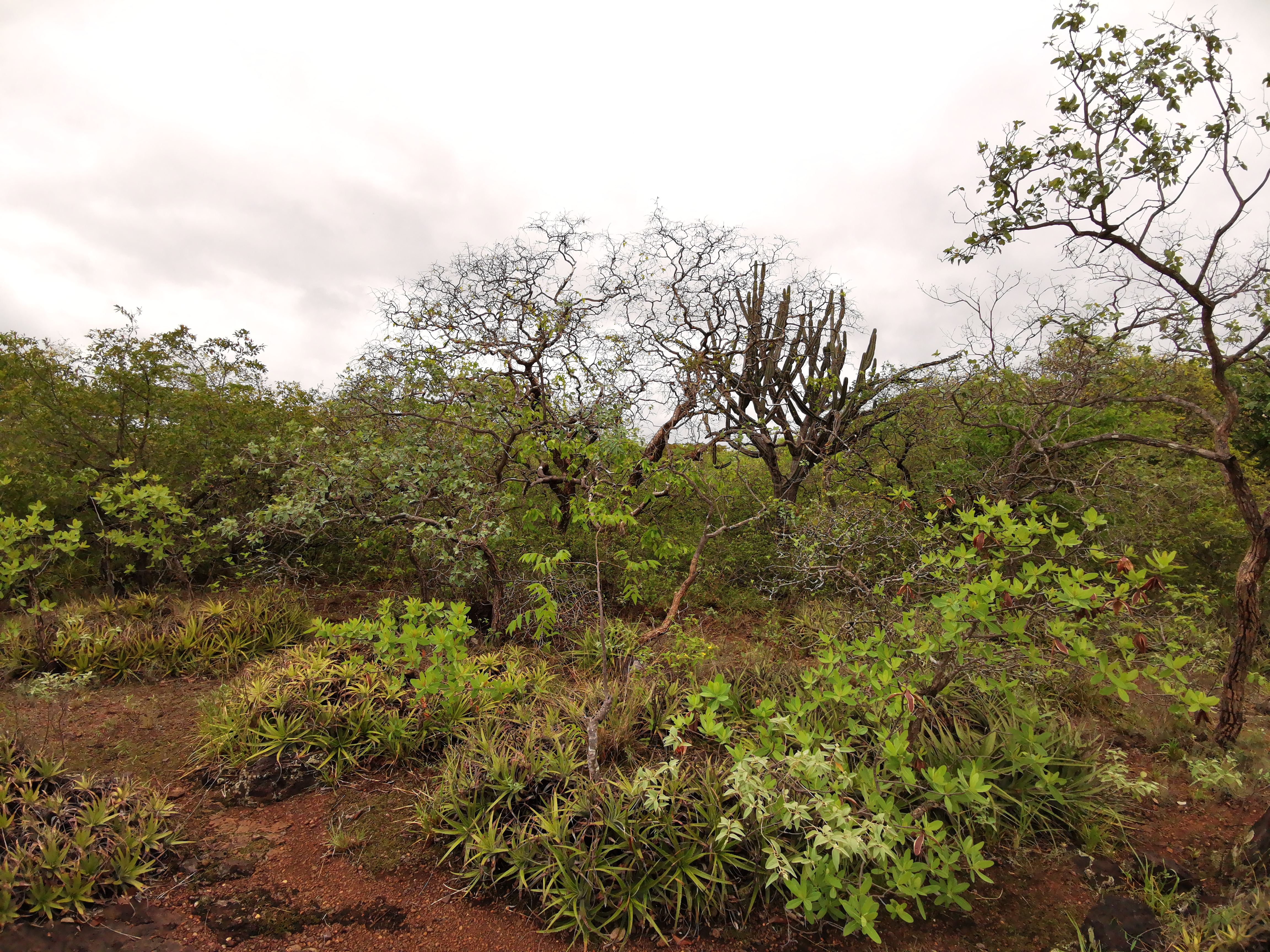 Hábitat que forma parte de la serranía sureña, limite y núcleo del sitio TIPA Laguna Concepción 
©Maira Martinez Proyecto Iniciativa Darwin (26-024)