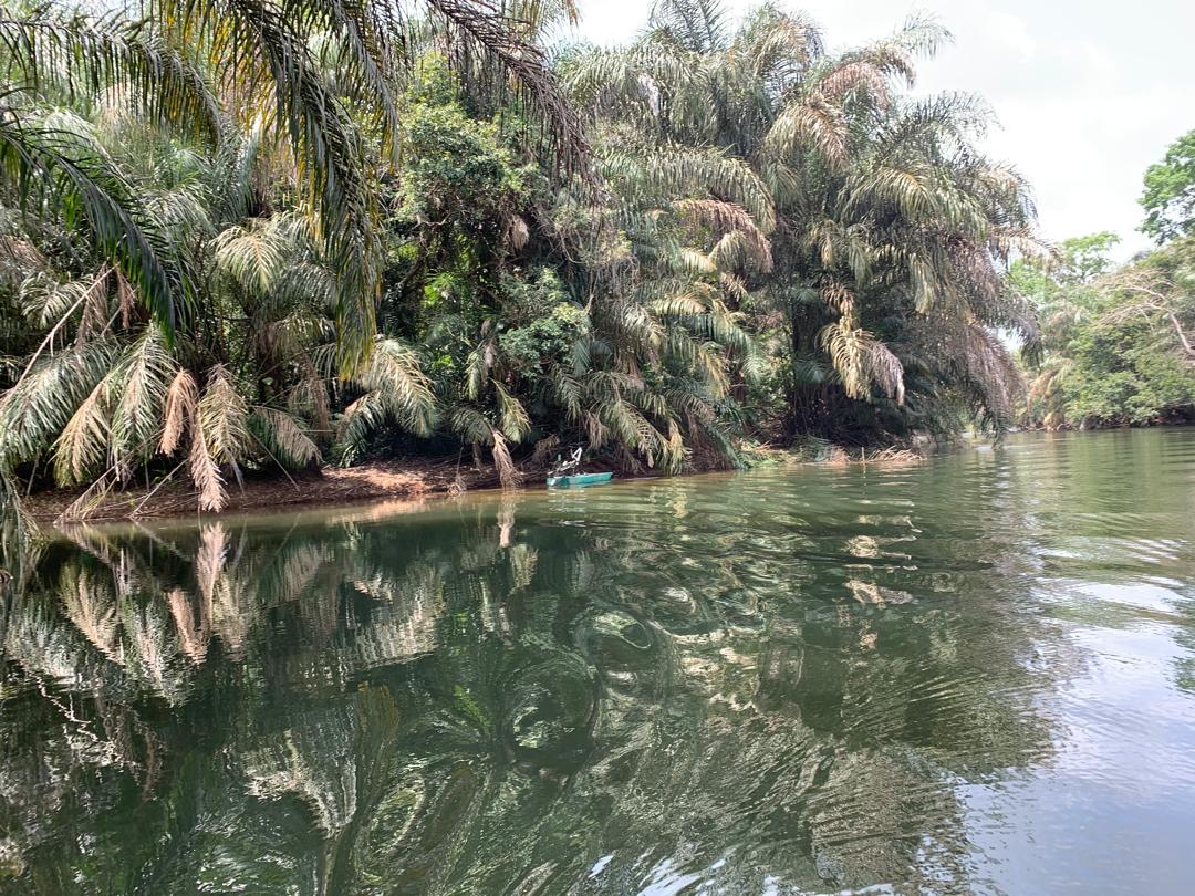 Tiwai Island mosaic of gallery and palm forest
Photo credit @ Aiah Lebbie