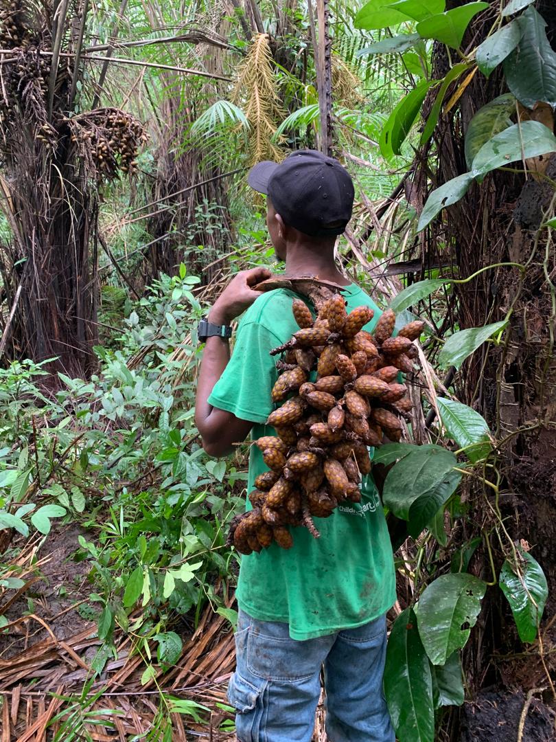 Raphia mannii fruits held by the forest guard at Tiwai
Photo credit @ Aiah Lebbie