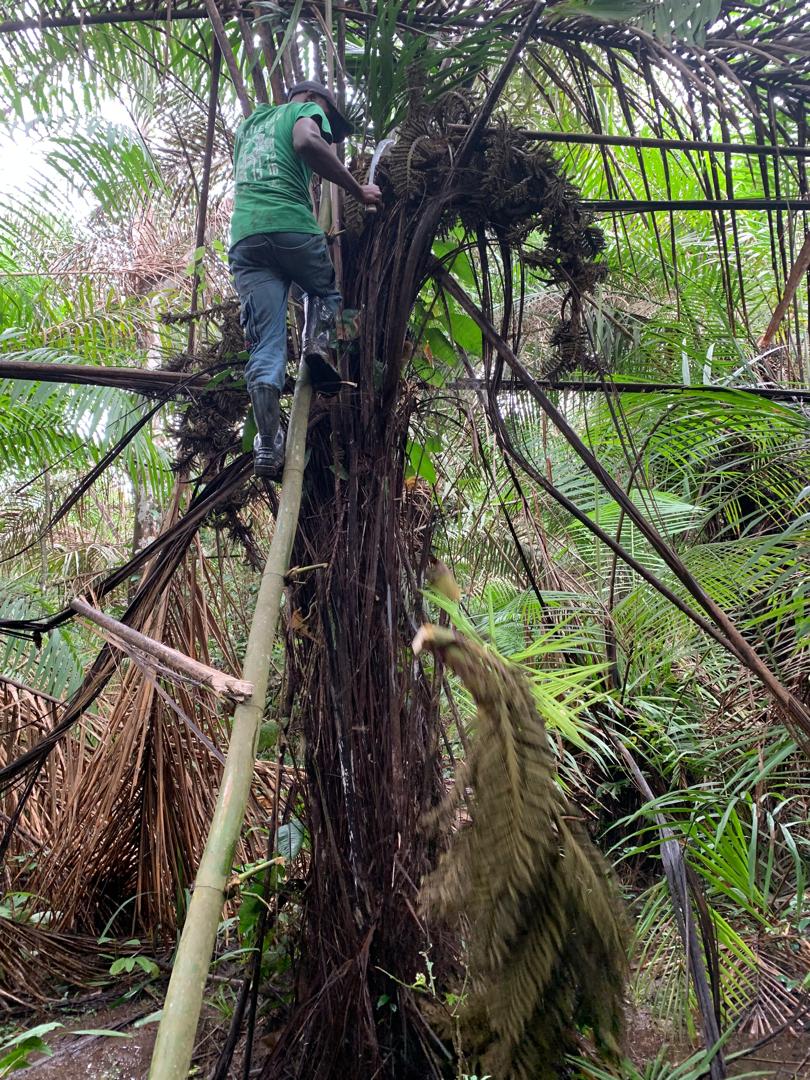 Raphia mannii tree spotted for the first time in Tiwai
Photo credit @ Aiah Lebbie