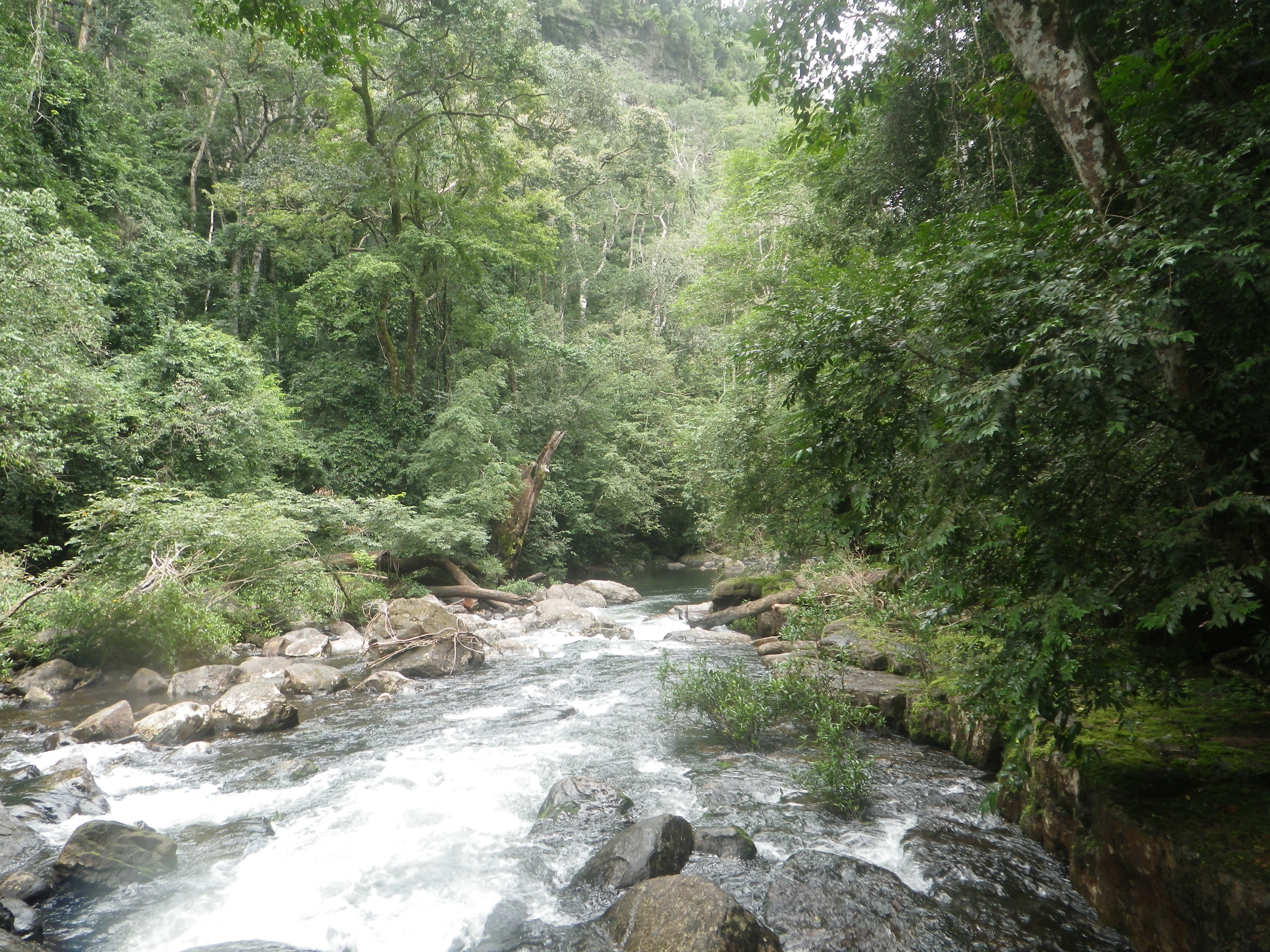 Foret de Gbélén © Pépé Haba