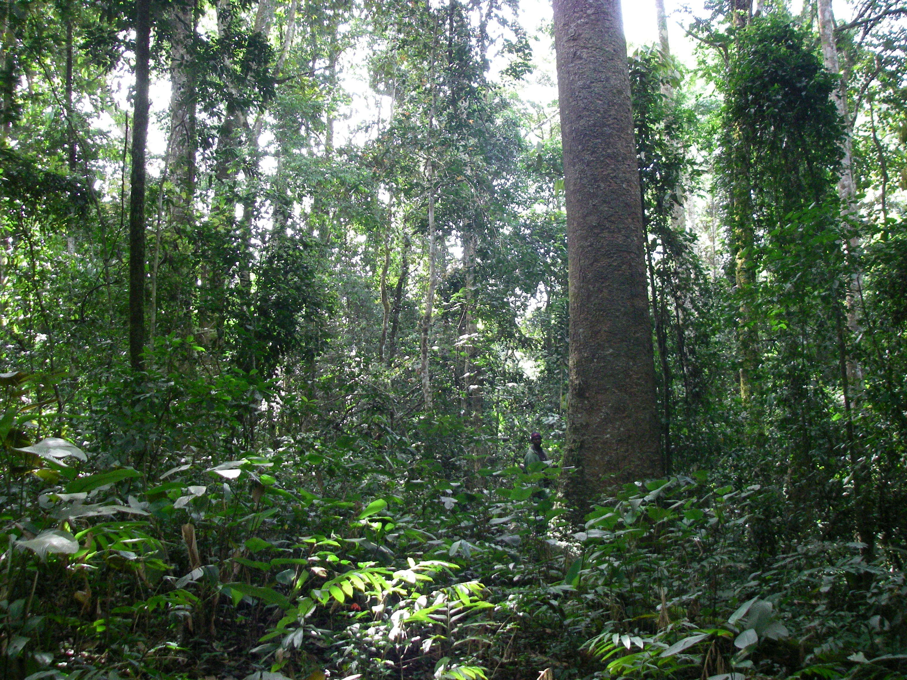 Interior of submontane forest in 2007. Photo Xander van der Burgt ©RBG Kew.