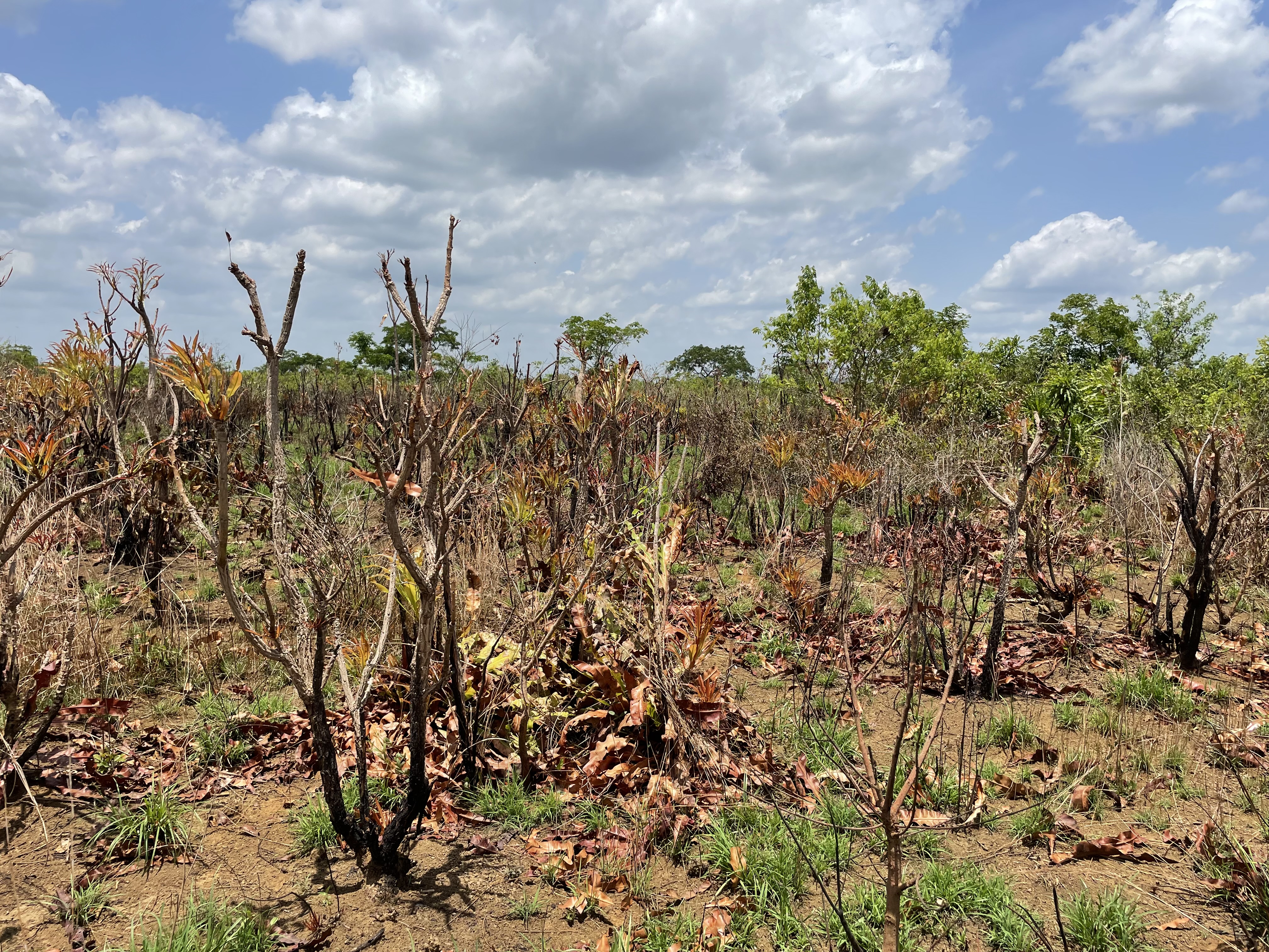 Port Loko woodland Forest dominated by Lophira lanceolata. Photo credit @ Fanny Massally