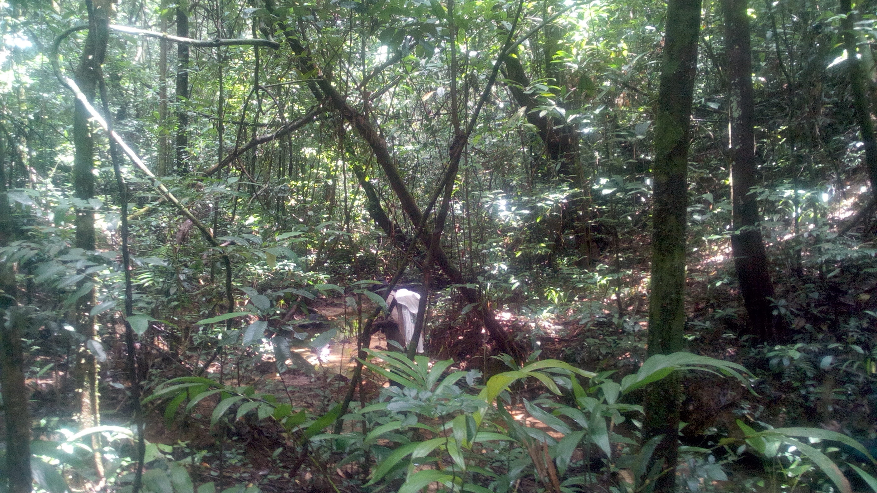 Interior of the Diécké Classified Forest. Photo: ©Pépé Haba