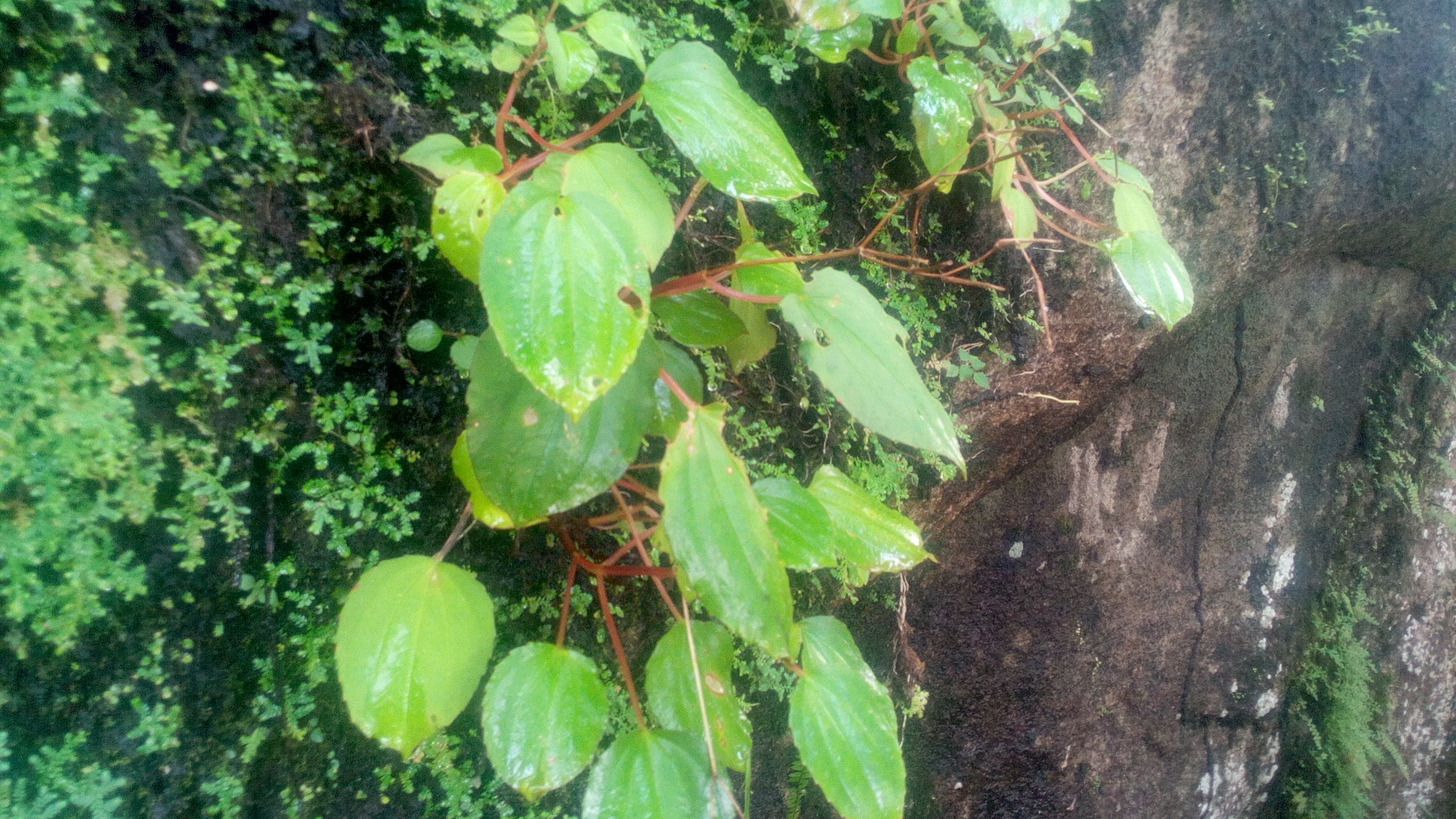 Feliciadamia stenocarpa (Photo: ©Pépé Haba Guinée Biodiversité)