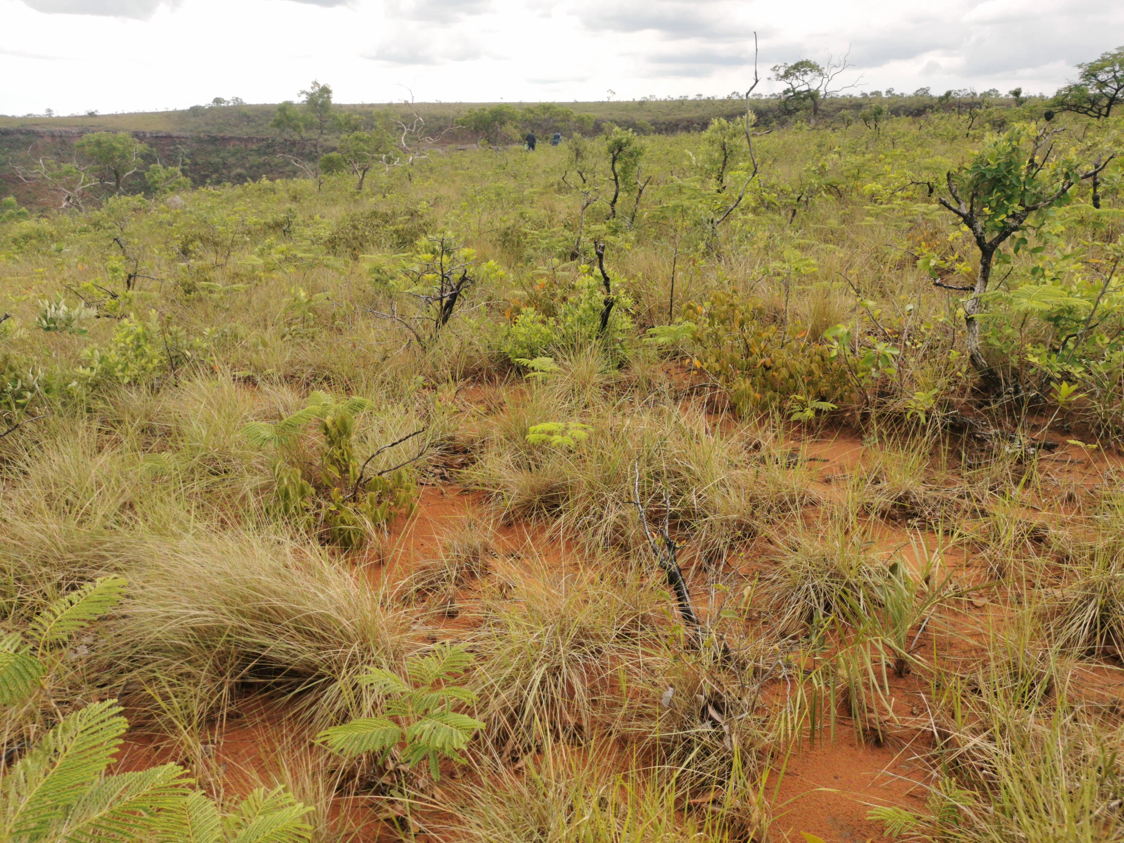 Parte de la cima de la serranía de Ipías, donde se observa vegetación tipo campo sujo pero con suelo arenoso
©Maira Martinez Proyecto Iniciativa Darwin (26-024)