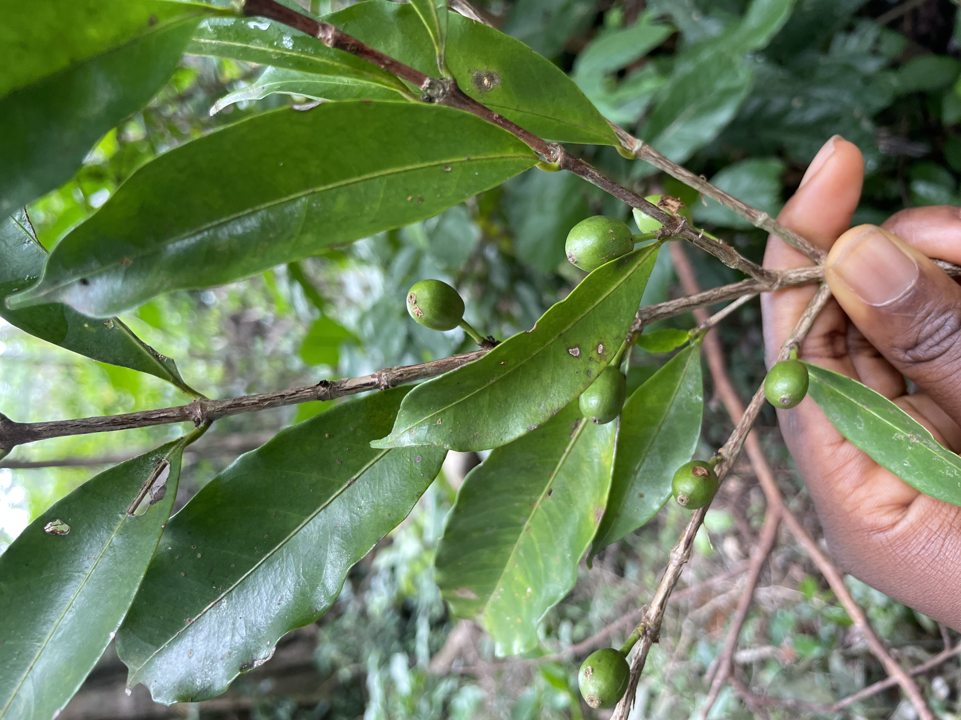 Coffea Stenophylla at Kasewe forest
Photo credit @ Fanny Massally.
