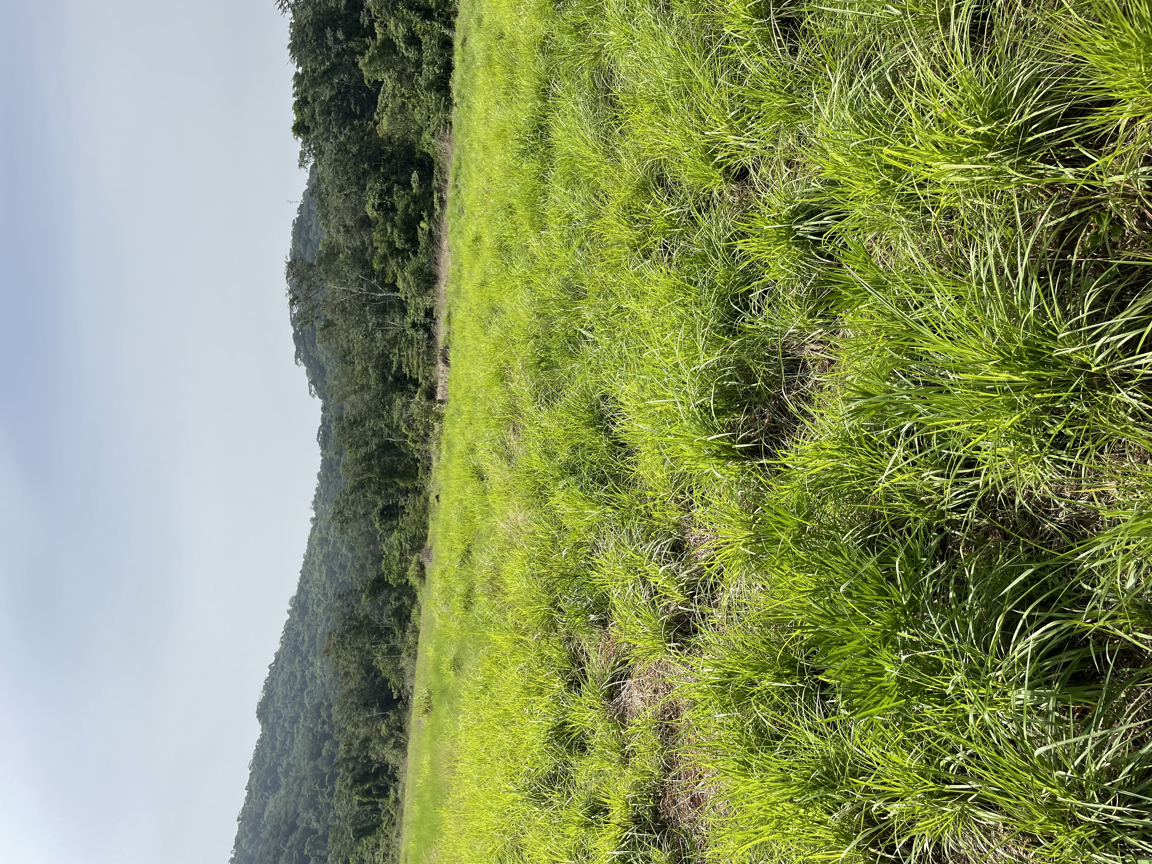 Kasewe Forest Landscape
Photo credit @ Fanny Massally.