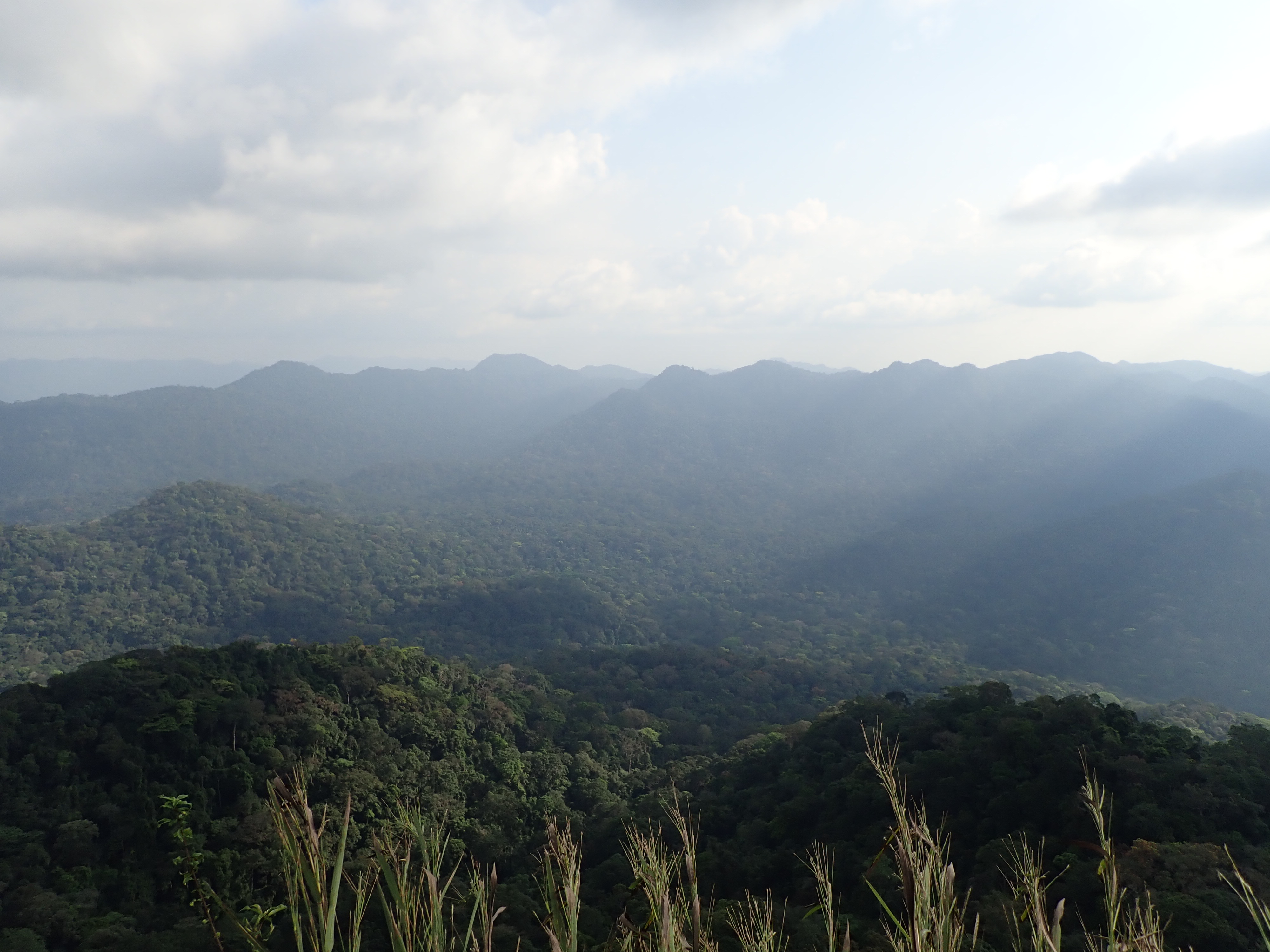 The Ebo forest seen from an inselberg on Gashaka Hill. Photo Xander van der Burgt, © RBG Kew.