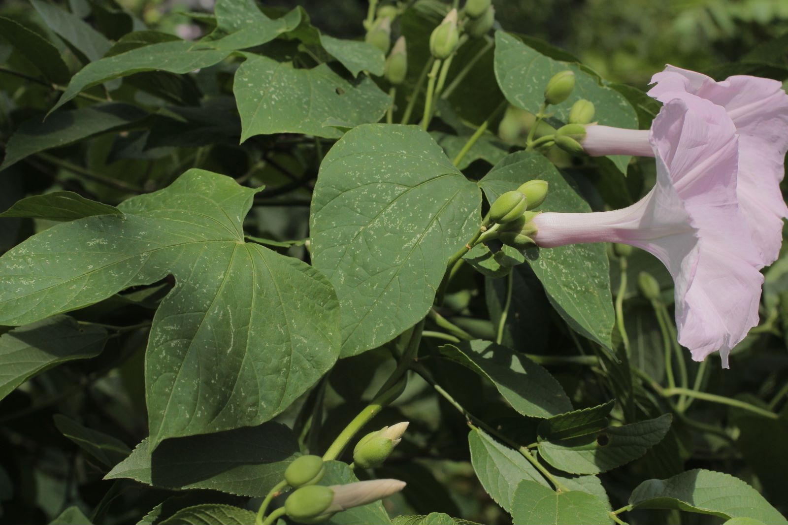 Ipomoea cardenasiana En Peligro, con una distribución restringida a la frontera entre Bolivia y Brasil
©Germaine A. Parada Proyecto Iniciativa Darwin (26-024)