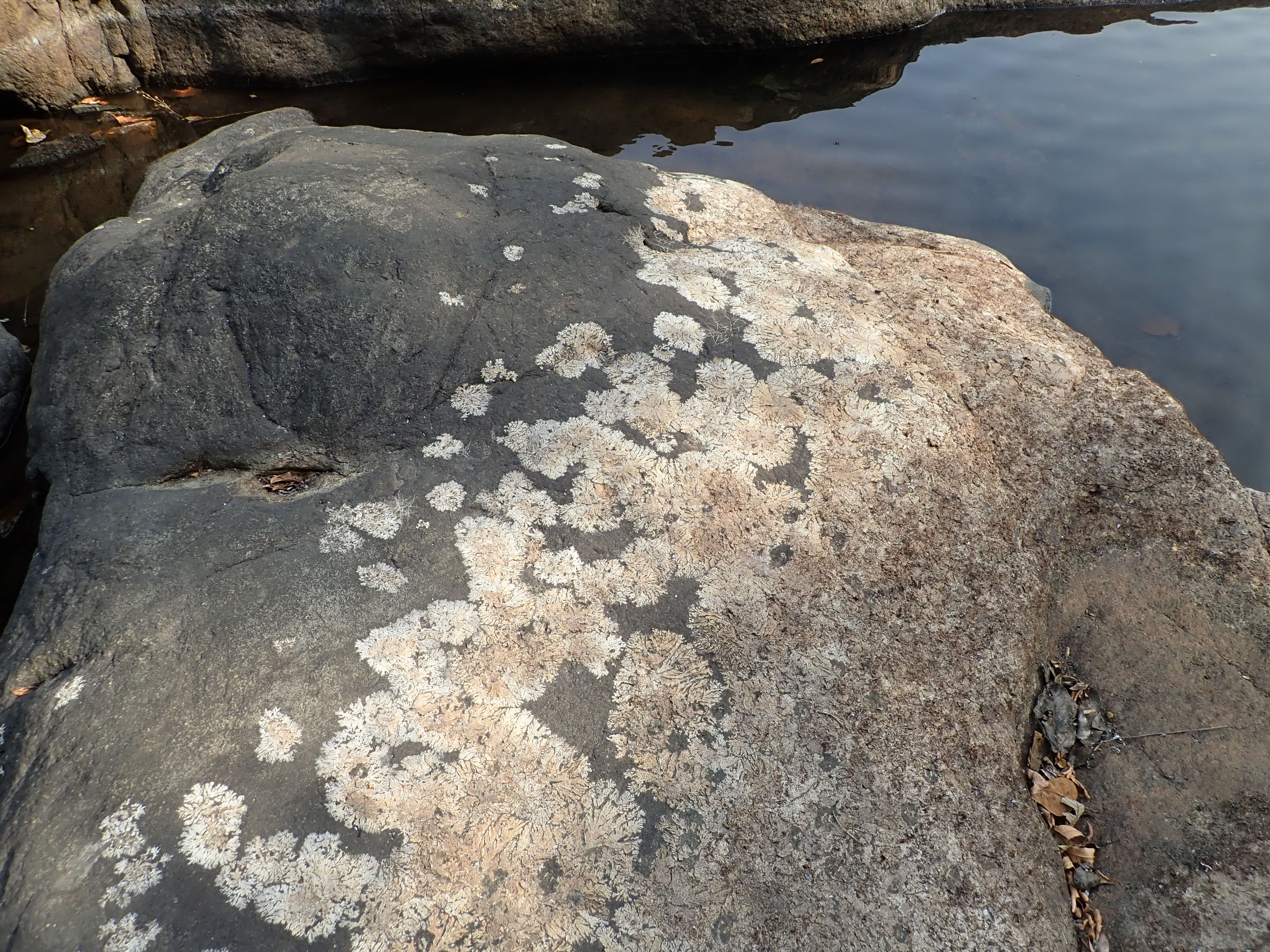 Podostemaceae species on rocks at Kuru Hills
Photo credit @ Xander Burgt.