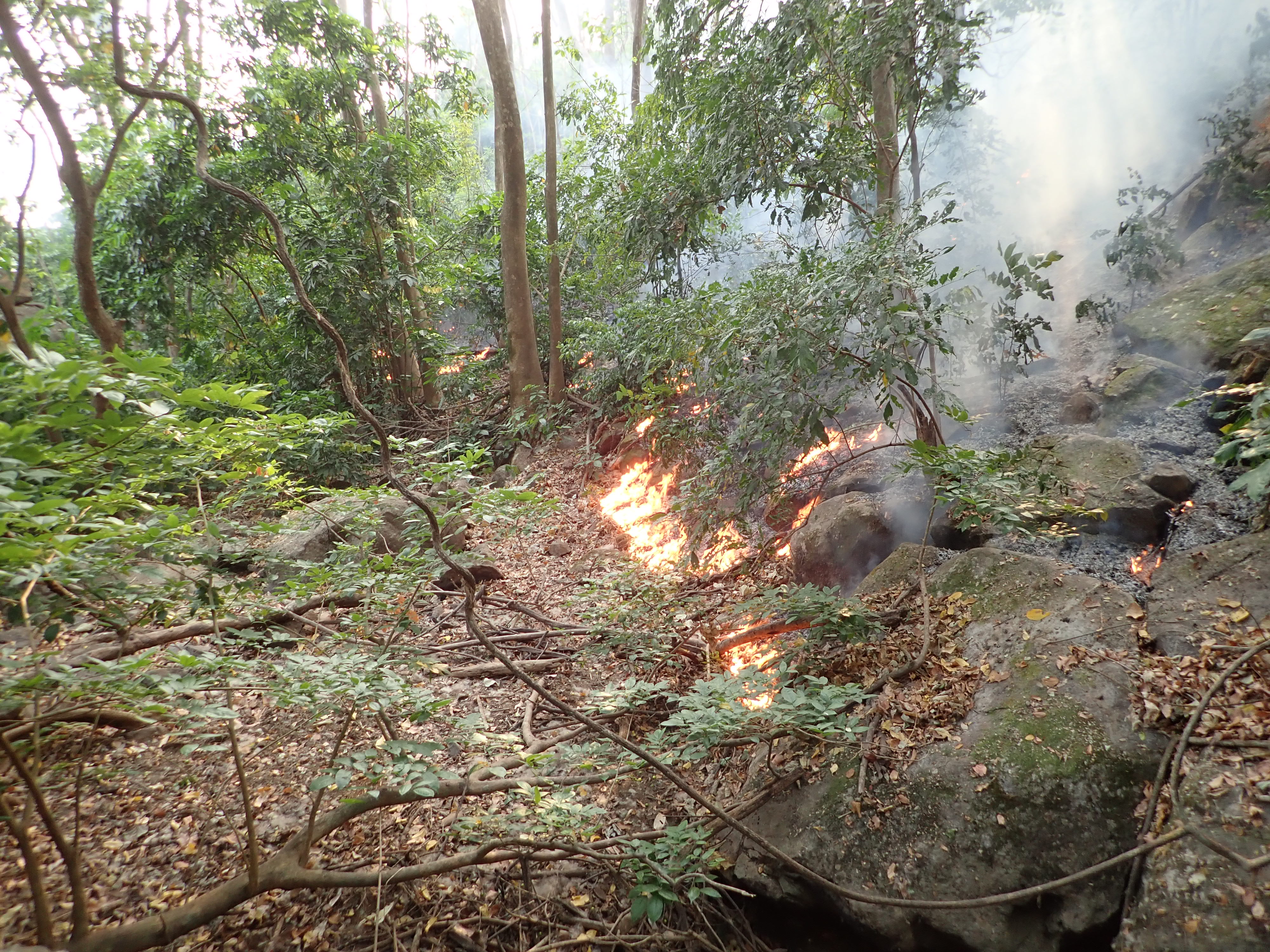 Fire at Kuru Hills forest reserve
Photo credit @ Xander Burgt.