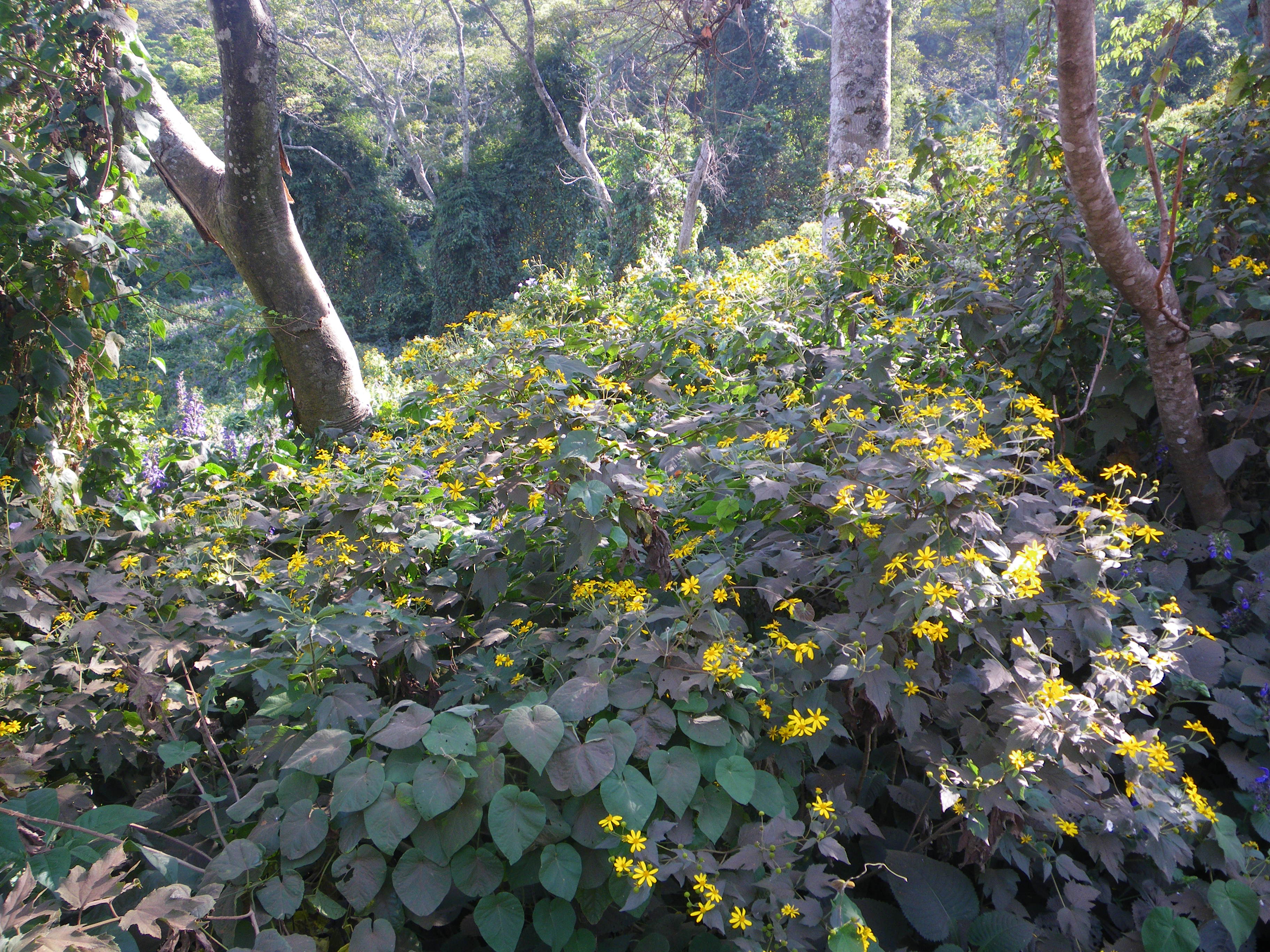 Lipotriche tithonioides (Aké Assi) D.J.N.Hind Photo: Xander van der Burgt ©RBG Kew.