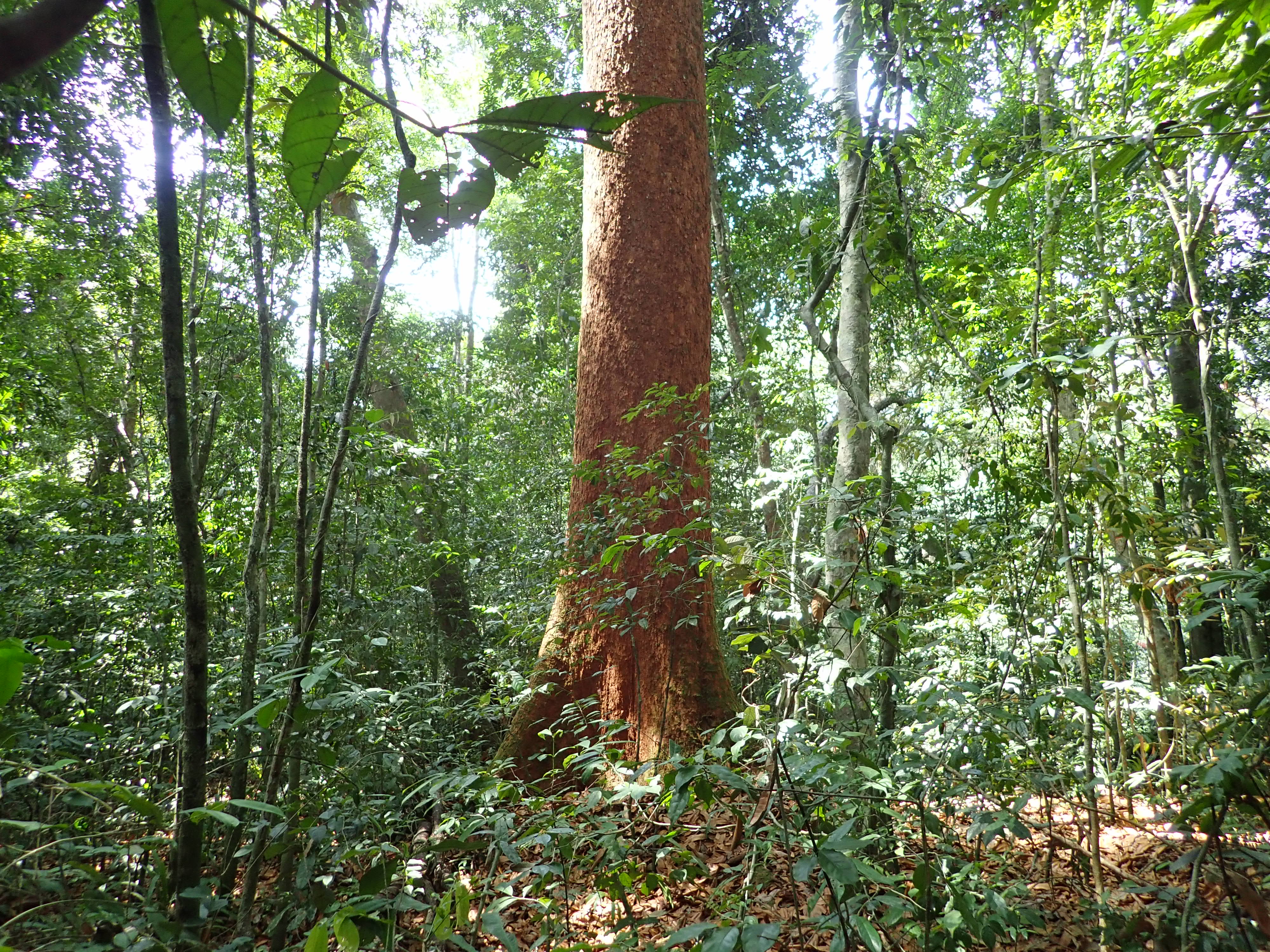 A large Lophira alata tree in the Werikenda Forest