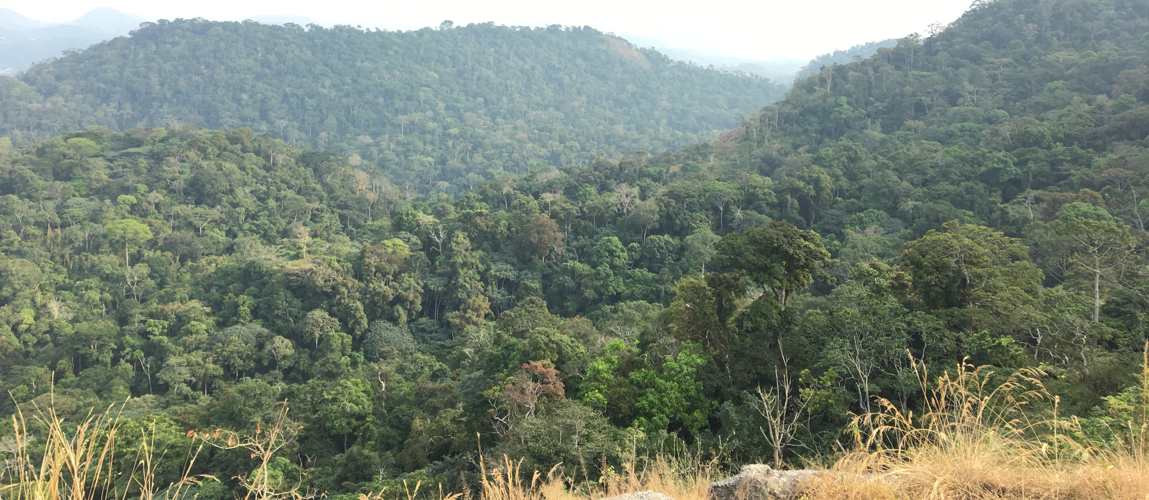 Forested hills of Mbam Minkom. Photograph Aurelie Grail, 2018 © RBG, Kew.