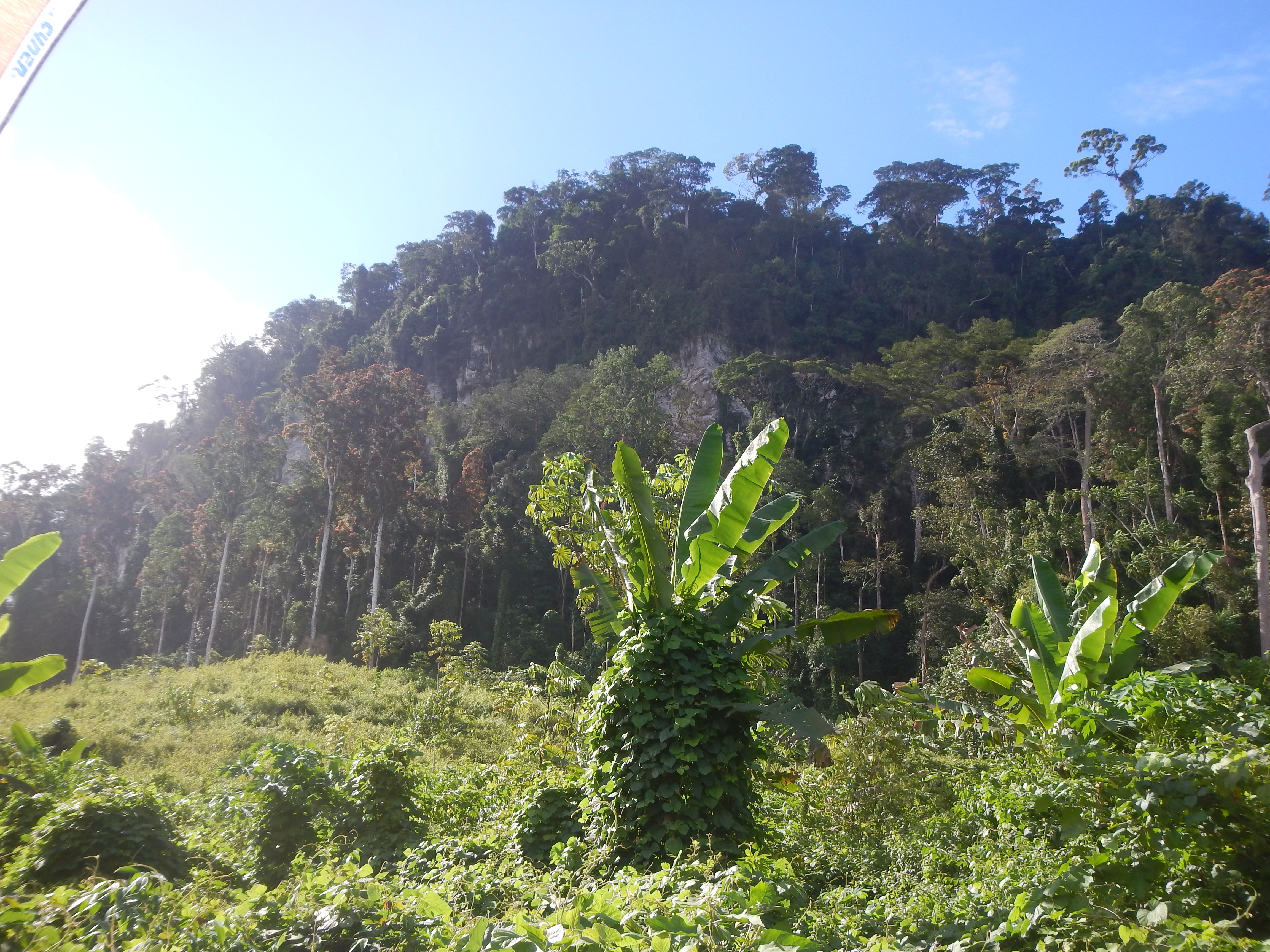 Mount Elephant cliff forest from below, October 2017. Photograph Xander van der Burgt © RBG, Kew.