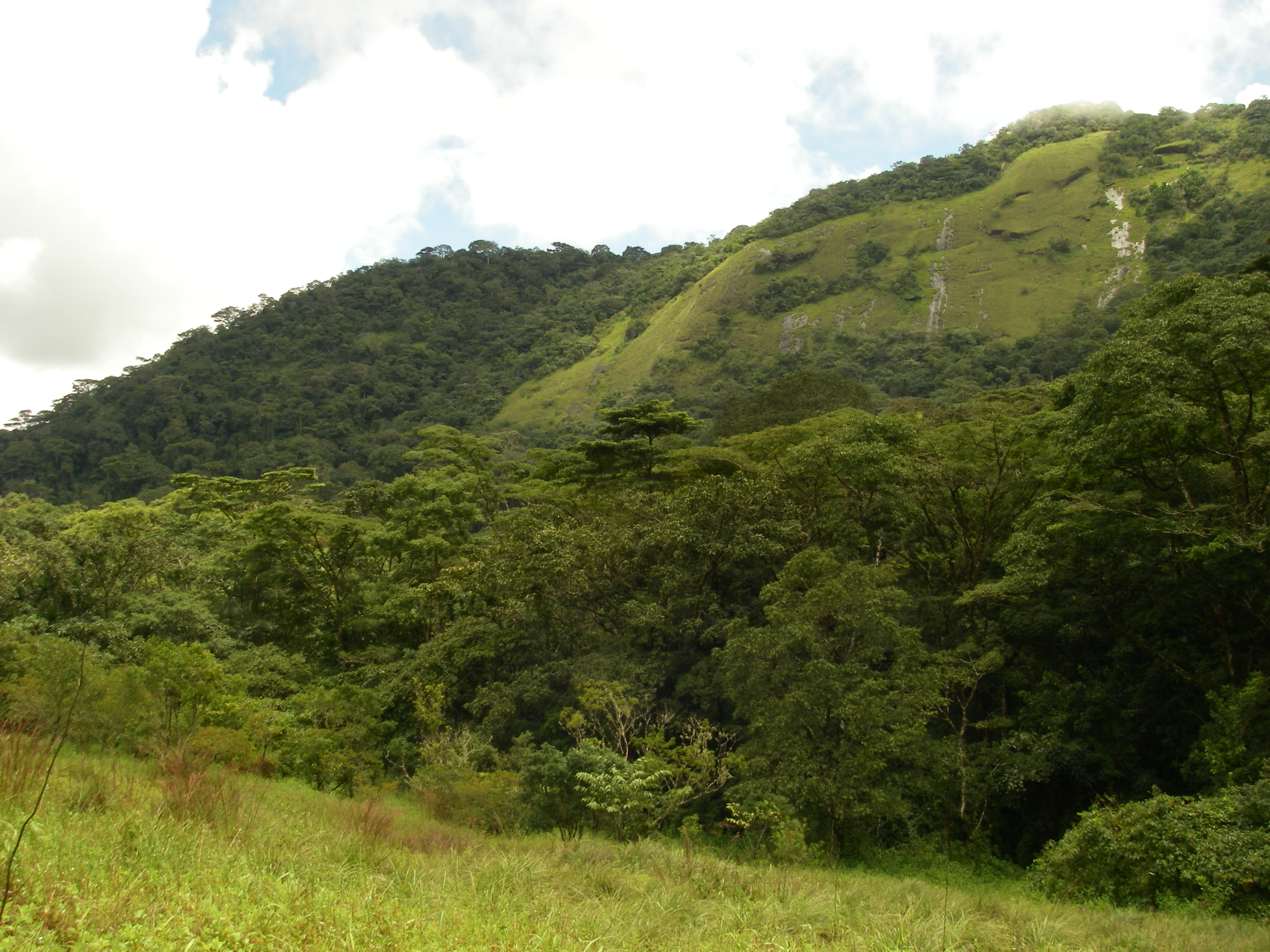 Mt Ziama showing the side of a granite outcrop, September. Photo: Xander van der Burgt ©RBG Kew