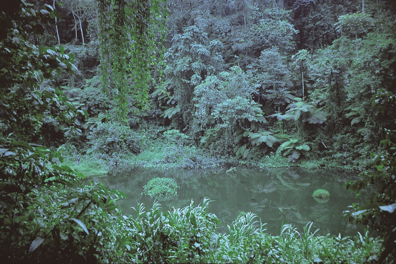 Mwambong lake at 1150 m on the southwest side of the mountain. Photograph 2004, © RBG, Kew.