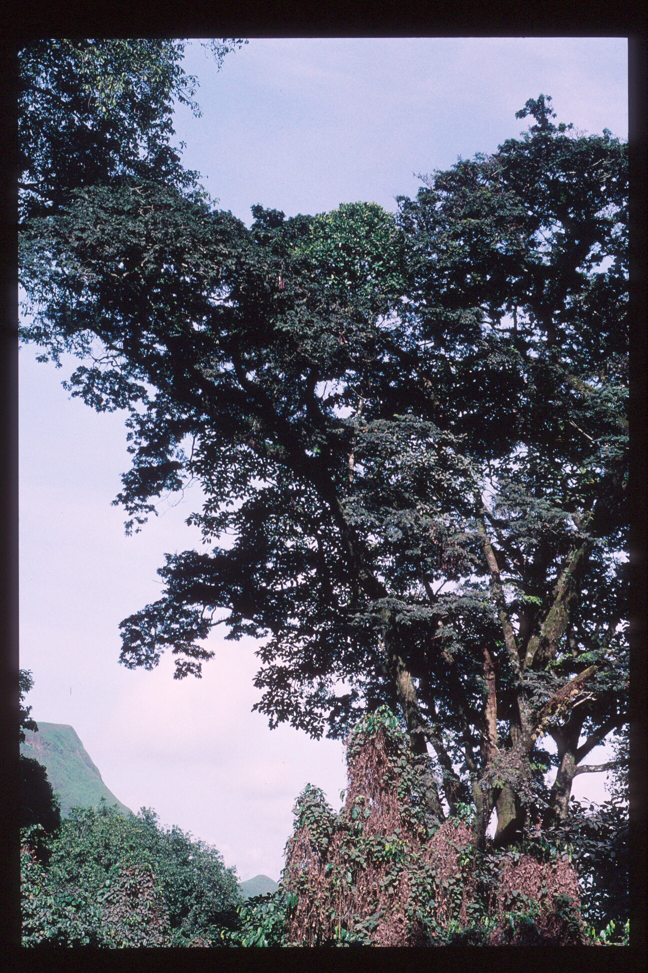 Newtonia camerunensis (CR), a rare tree formerly recorded from Mt Bamboutos (photographed at Laikom, M. Cheek, © RBG,Kew.