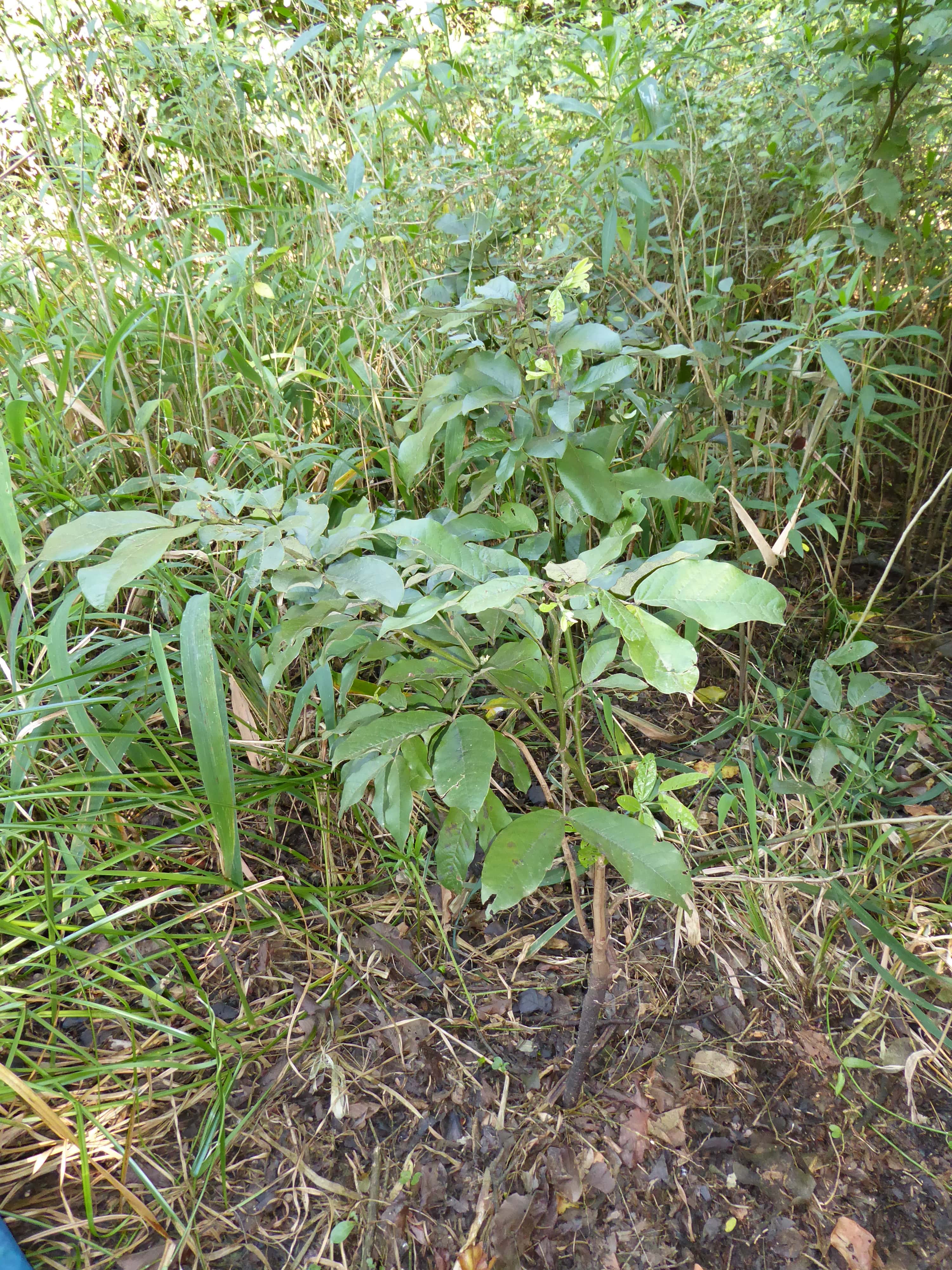 Senna coimbrae, especie críticamente amenazada y conocida únicamente de una población muy reducida dentro del JBMSC en las zonas conocidas como curichis y áreas de bosques con abundantes lianas.
©Maira Martinez Proyecto Iniciativa Darwin (26-024)