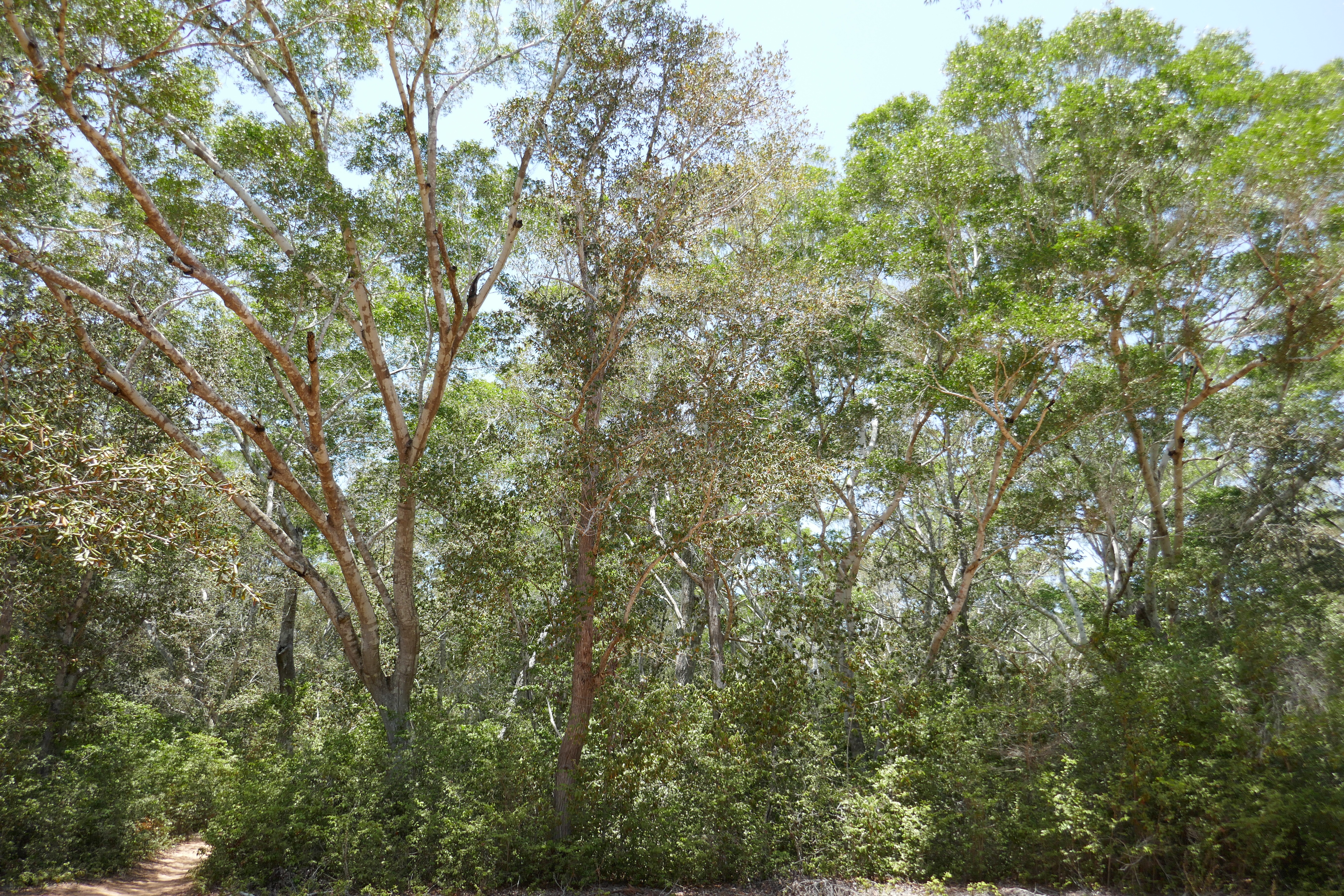 Coastal dry forest at Matibane dominated by Androstachys johnsonii and Icuria dunensis. Photo: J. Osborne