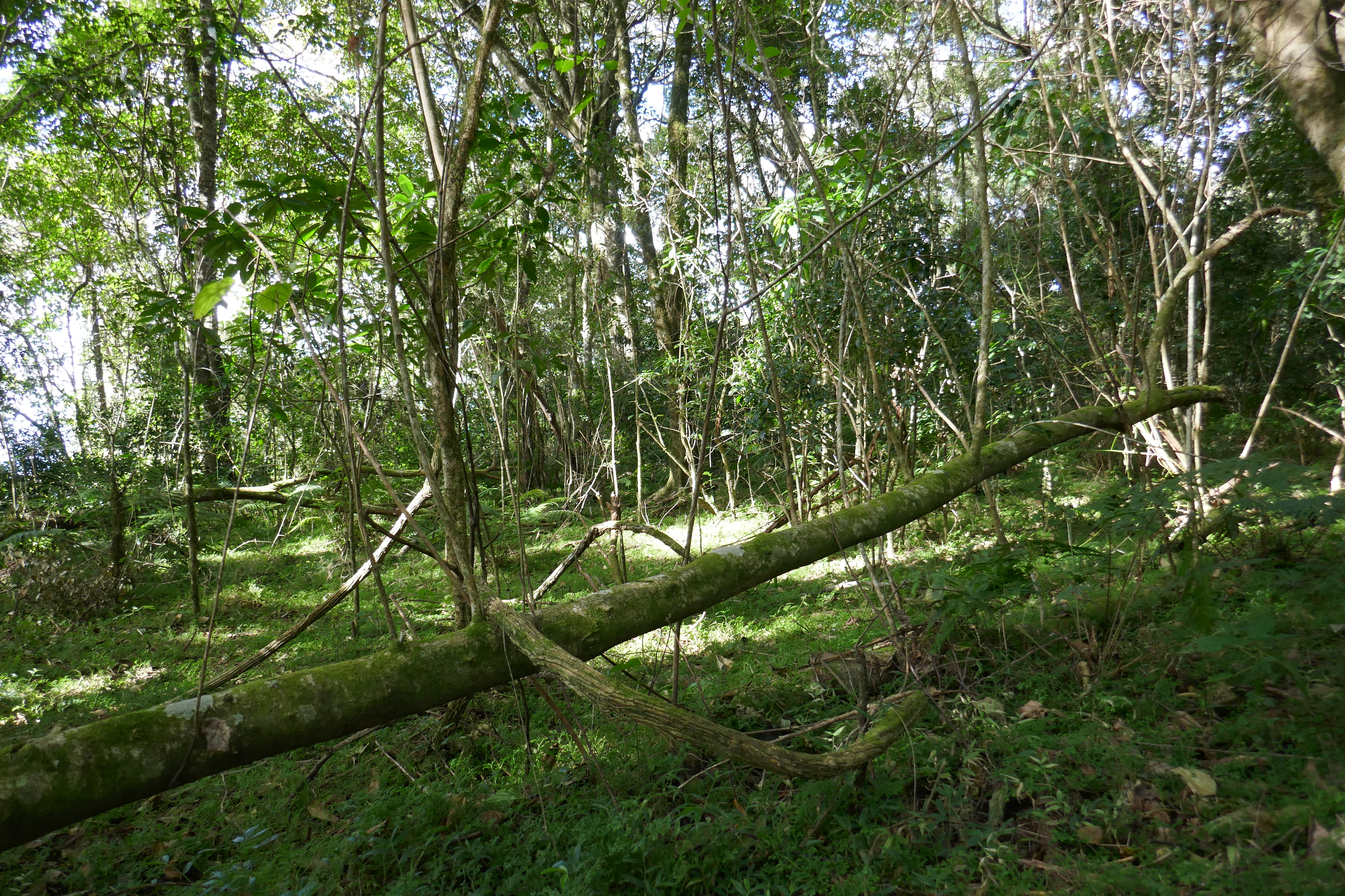 Moist montane forest at 1750 m elevation on the east side of the Tsetserra Plateau. Photo: J. Osborne