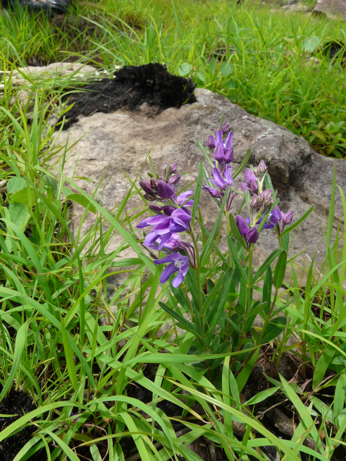 Raphionacme caerulea E.A.Bruce Photo : C. Couch ©RBG Kew