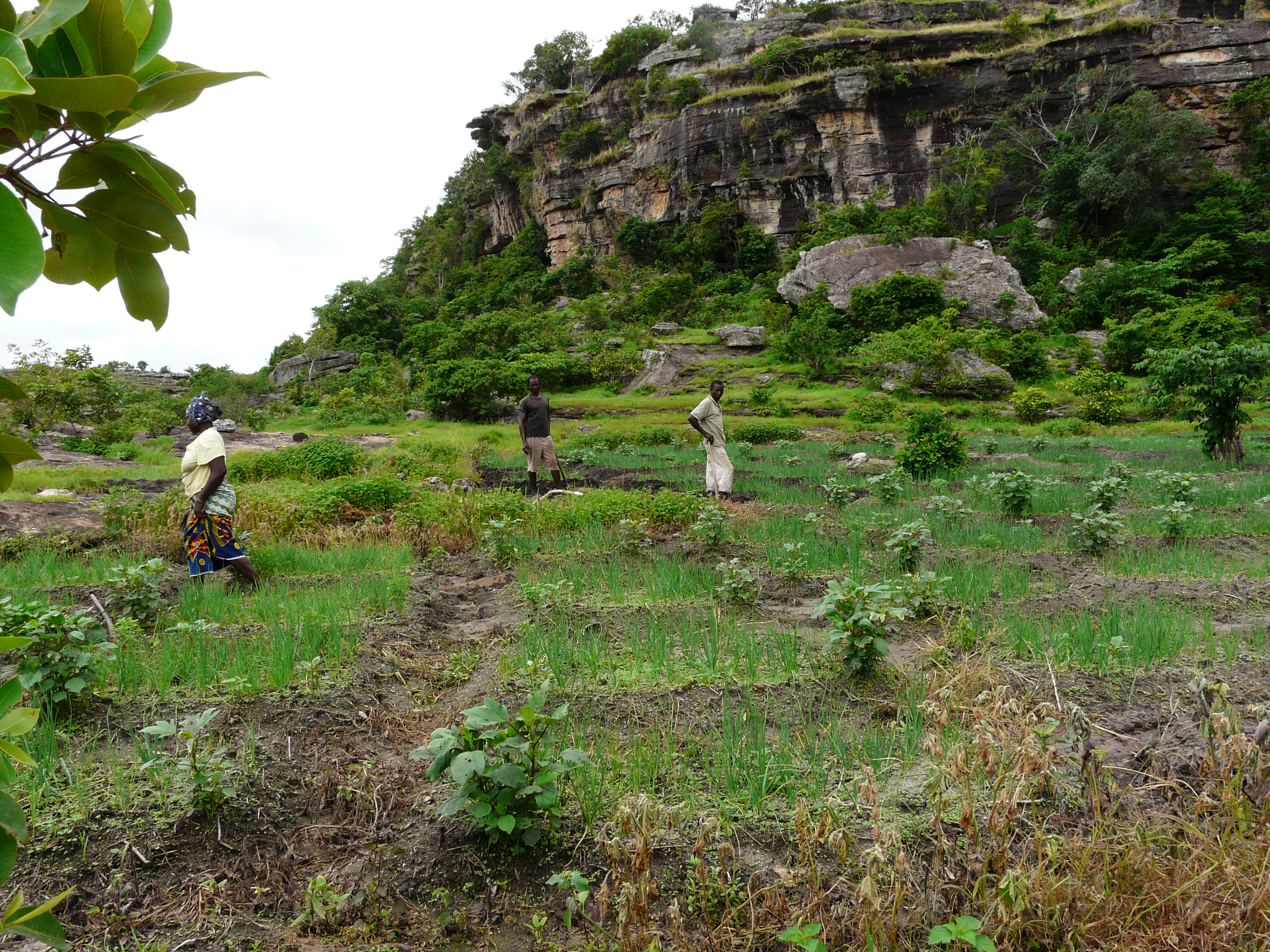 Market gardening on edge of sandstone bowal, Mt Gangan, Kindia (Photo: ©C. Couch, RBG Kew)