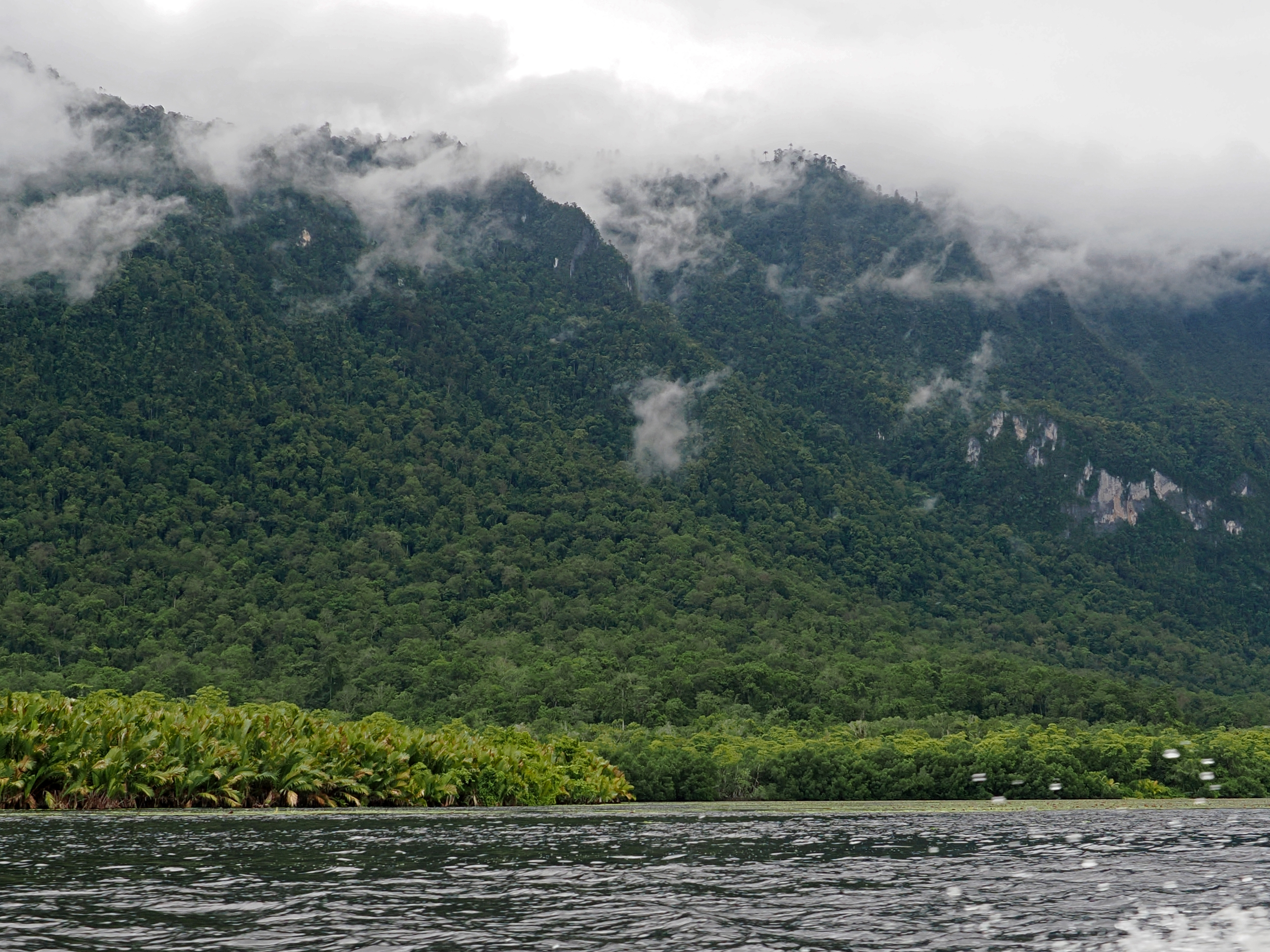 Limestone ridges rising up behind the coastal forest (Andre Schuiteman).