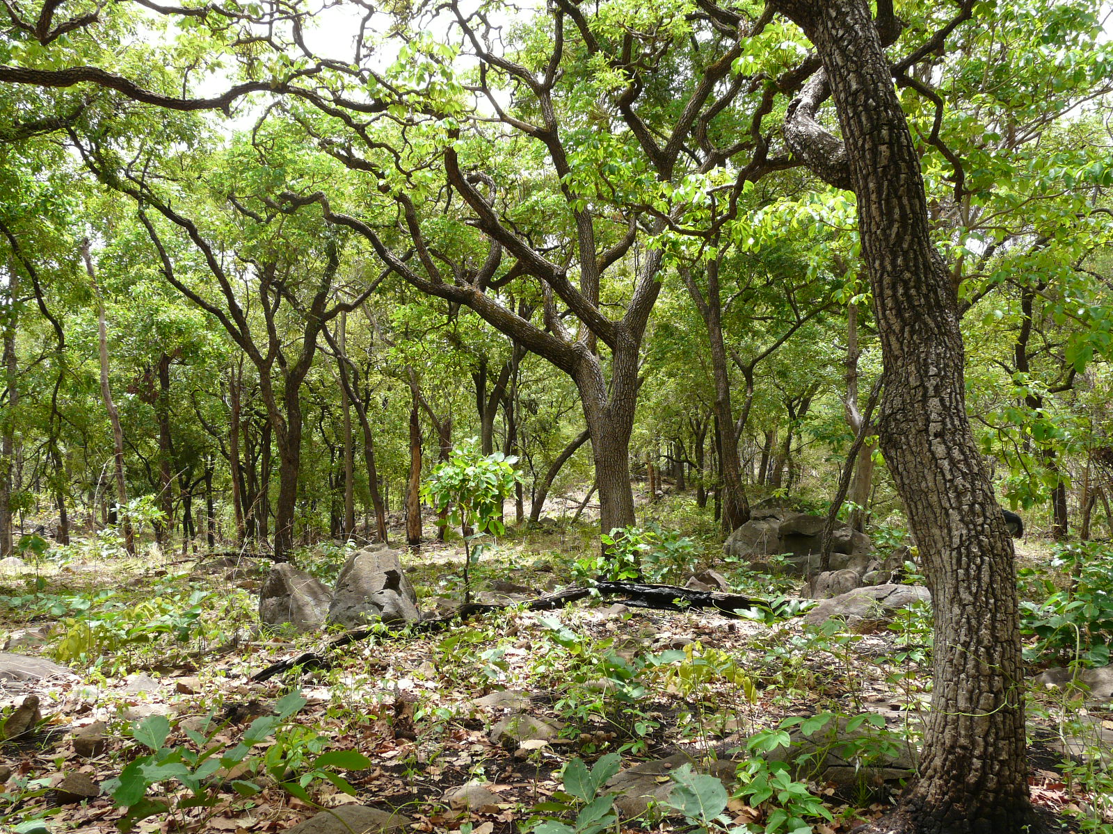 Woodland in the dry season, May 2018. Photos C. Couch ©RBG Kew