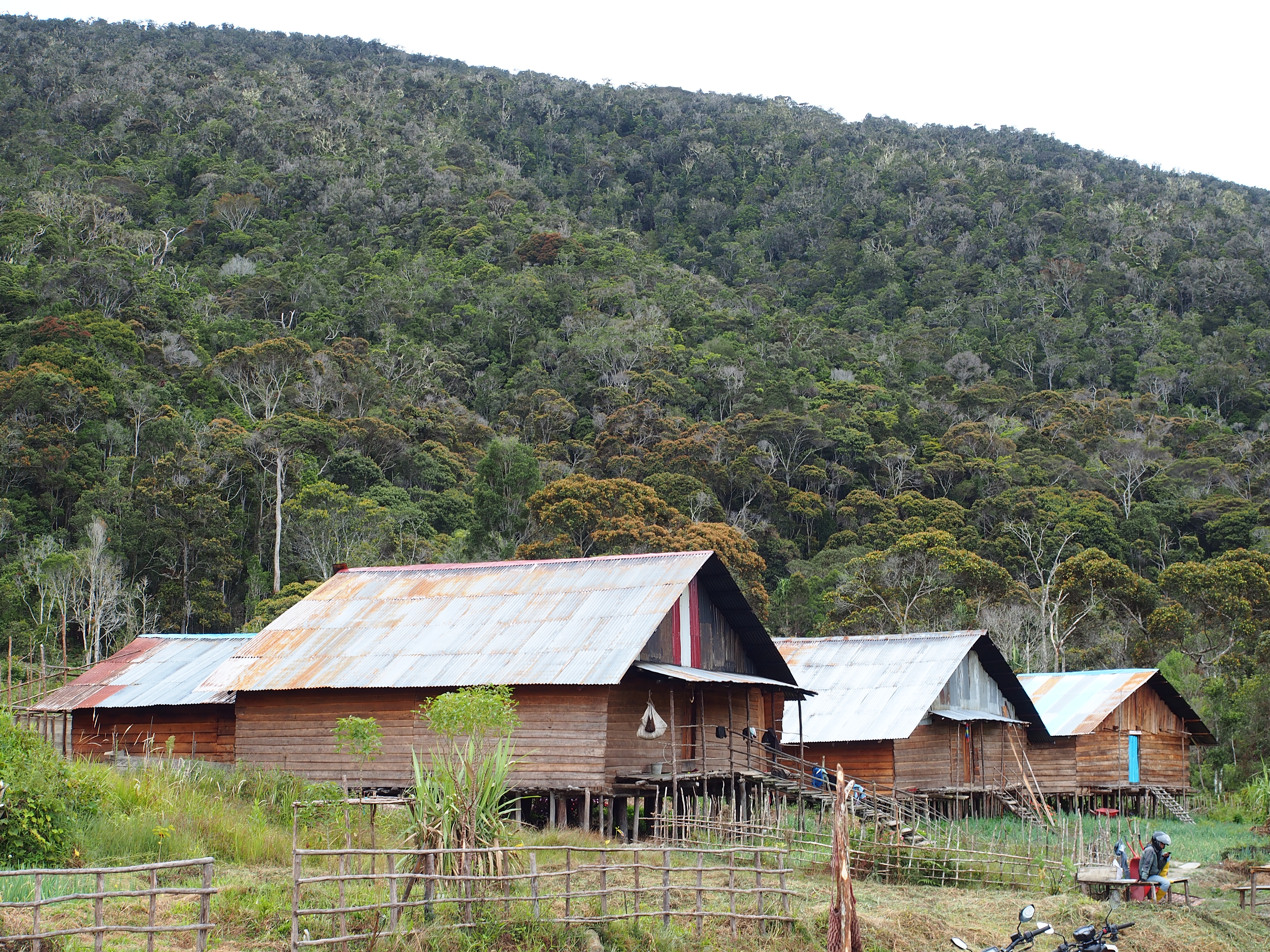 Montane forest and houses near Anggi Giji (photo Tim Utteridge)