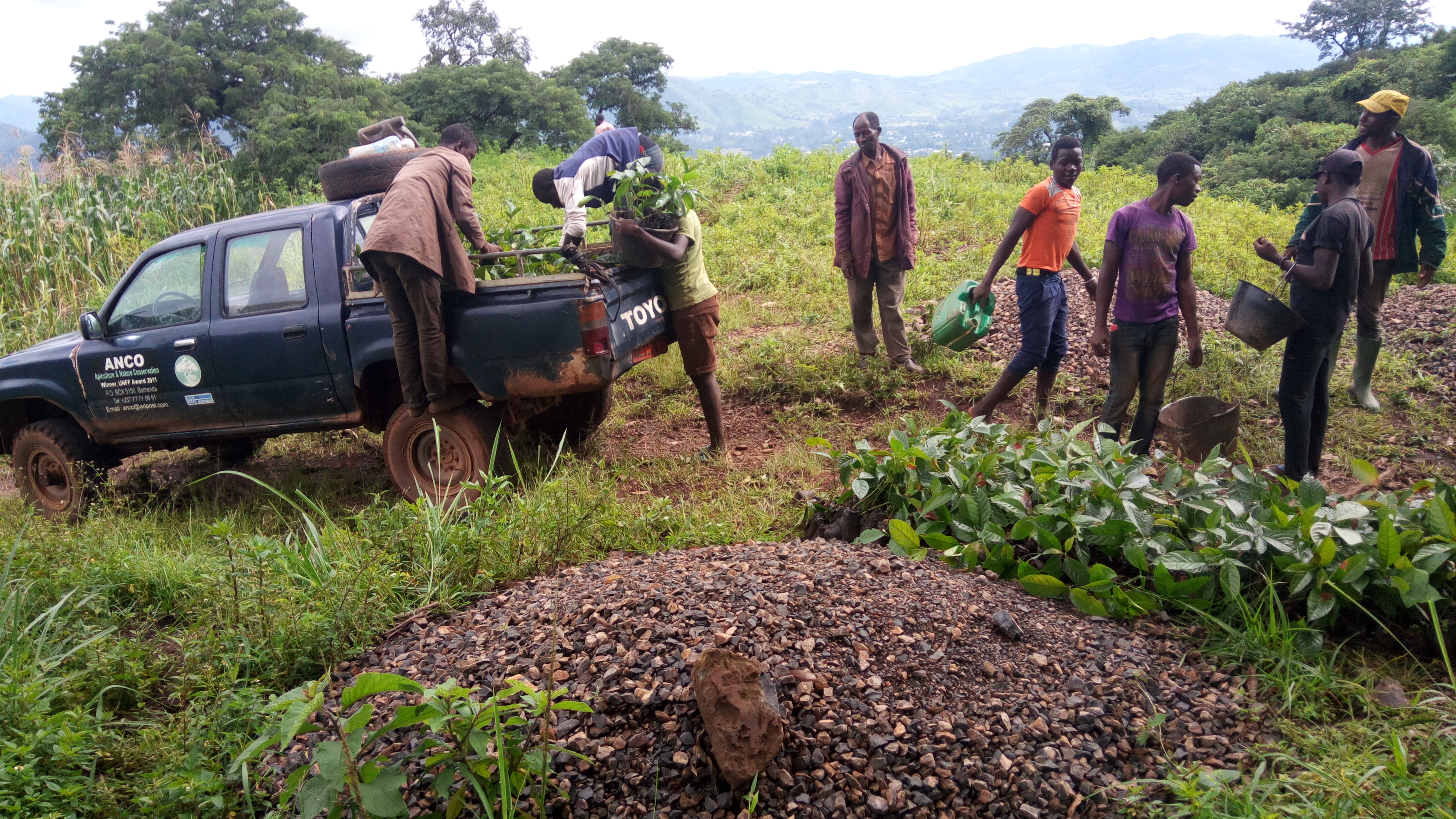 Reforestation with native tree species at Dom, facilitated by local NGO ANCO. Photograph Kenneth Tah