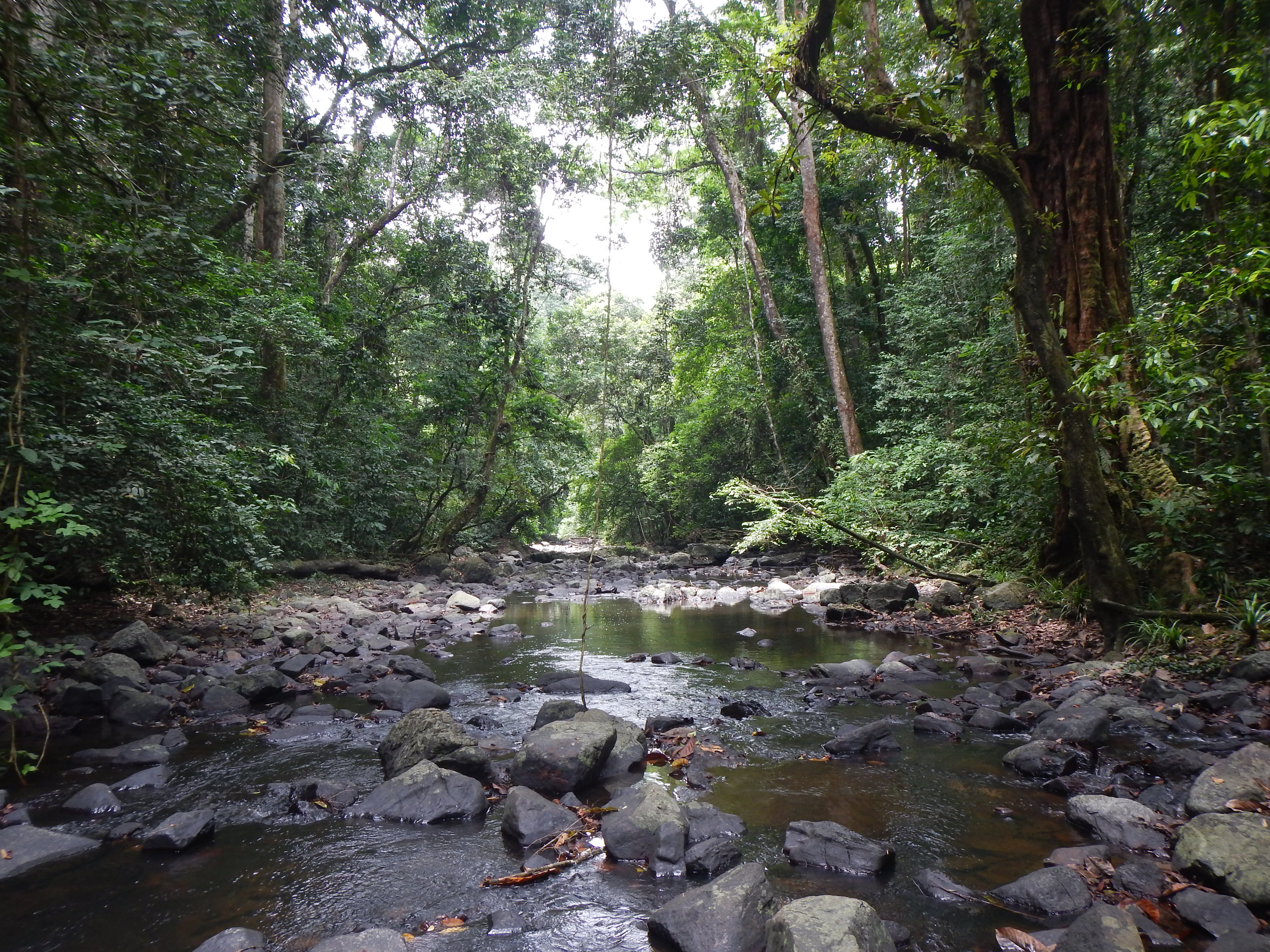 A river in Campo Ma'an National Park. Photograph Xander van der Burgt, 2016 © RBG, Kew