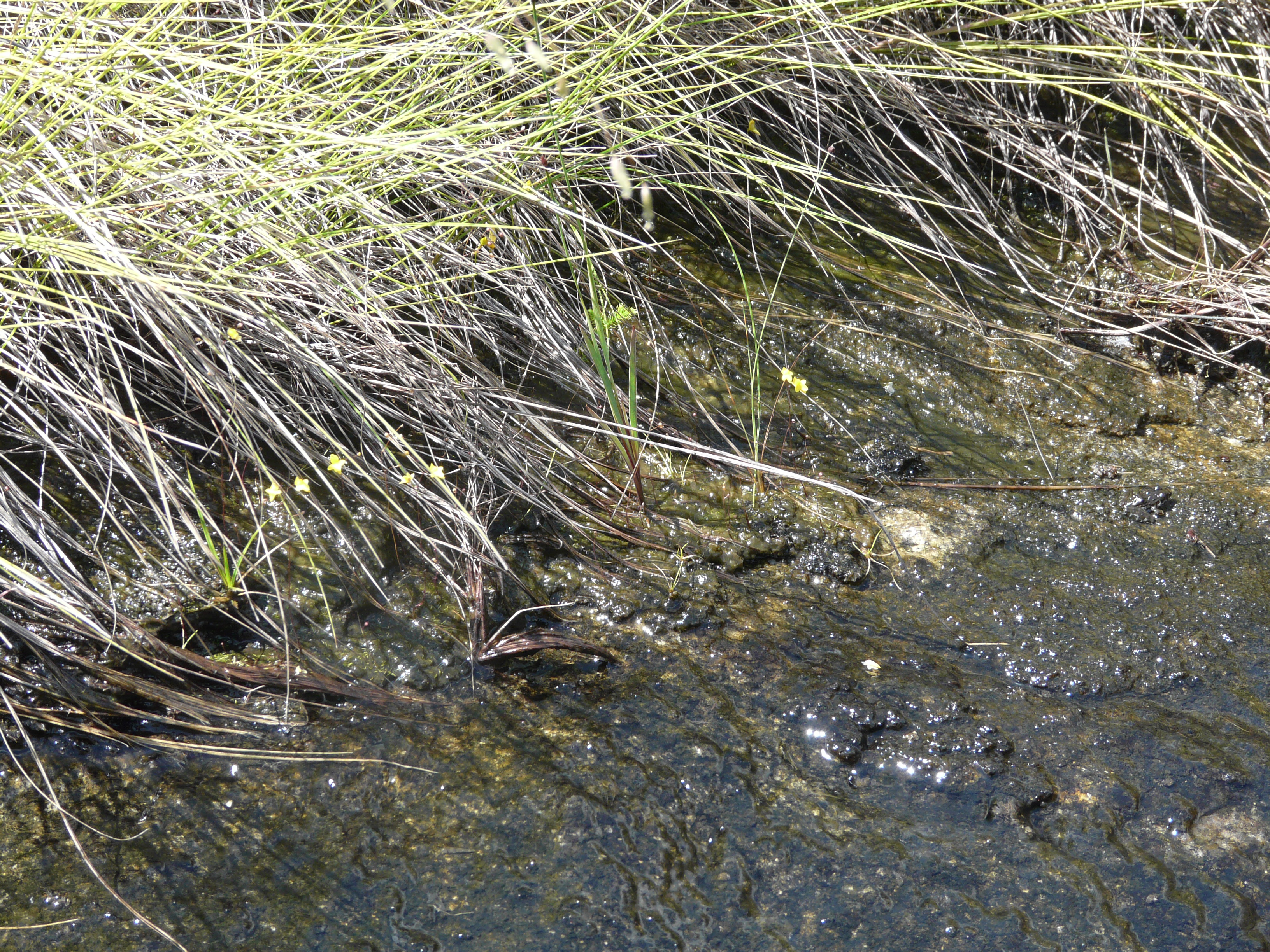 Seepage area with Utricularia sp. Mt Wokou, Macenta, 2008. Photo: L. Pearce, ©RBG Kew.