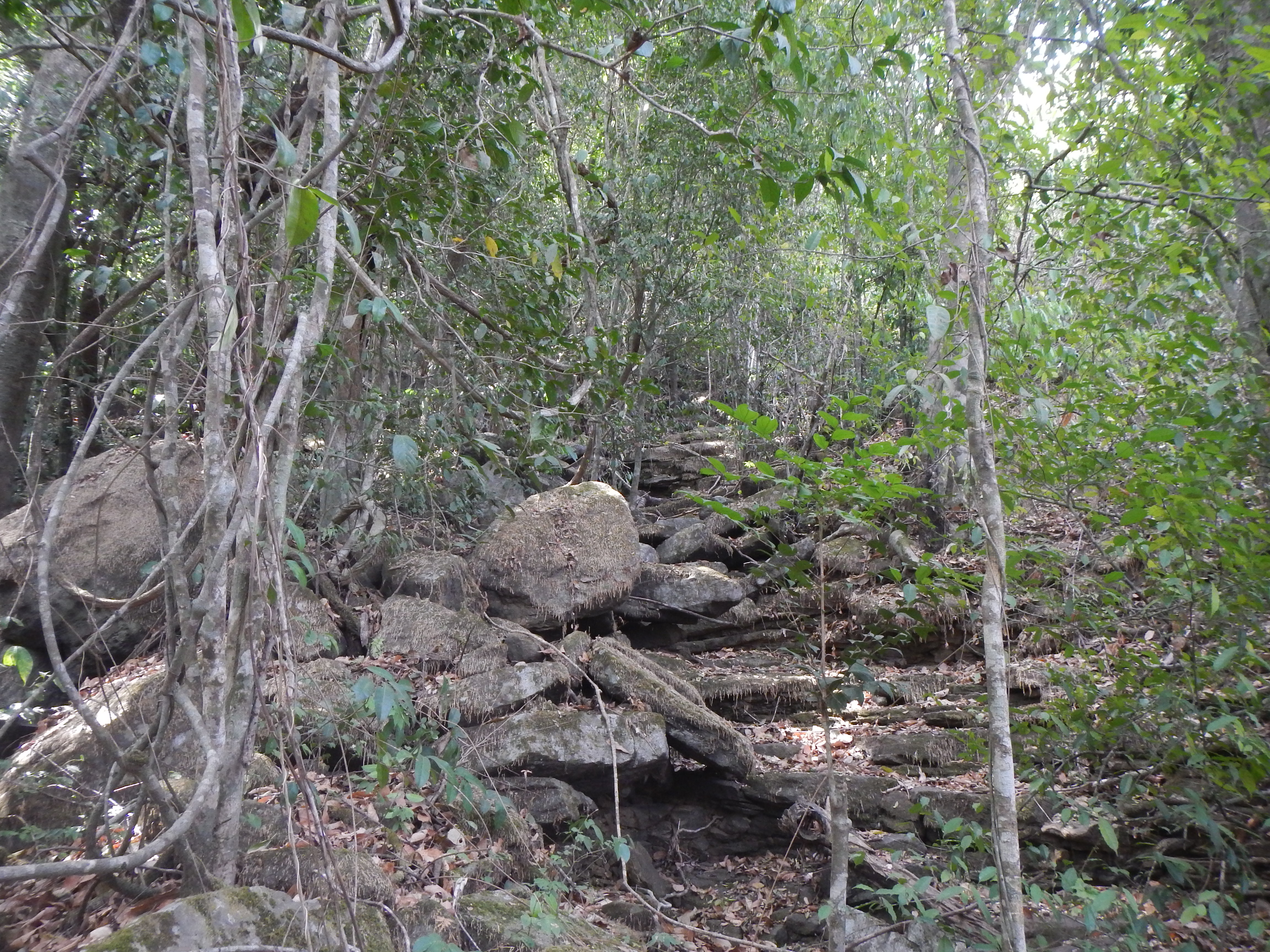 Wélé Wélé River in the dry season, Kakiwondi forest patch. Photo: ©X. van der Burgt, RBG Kew