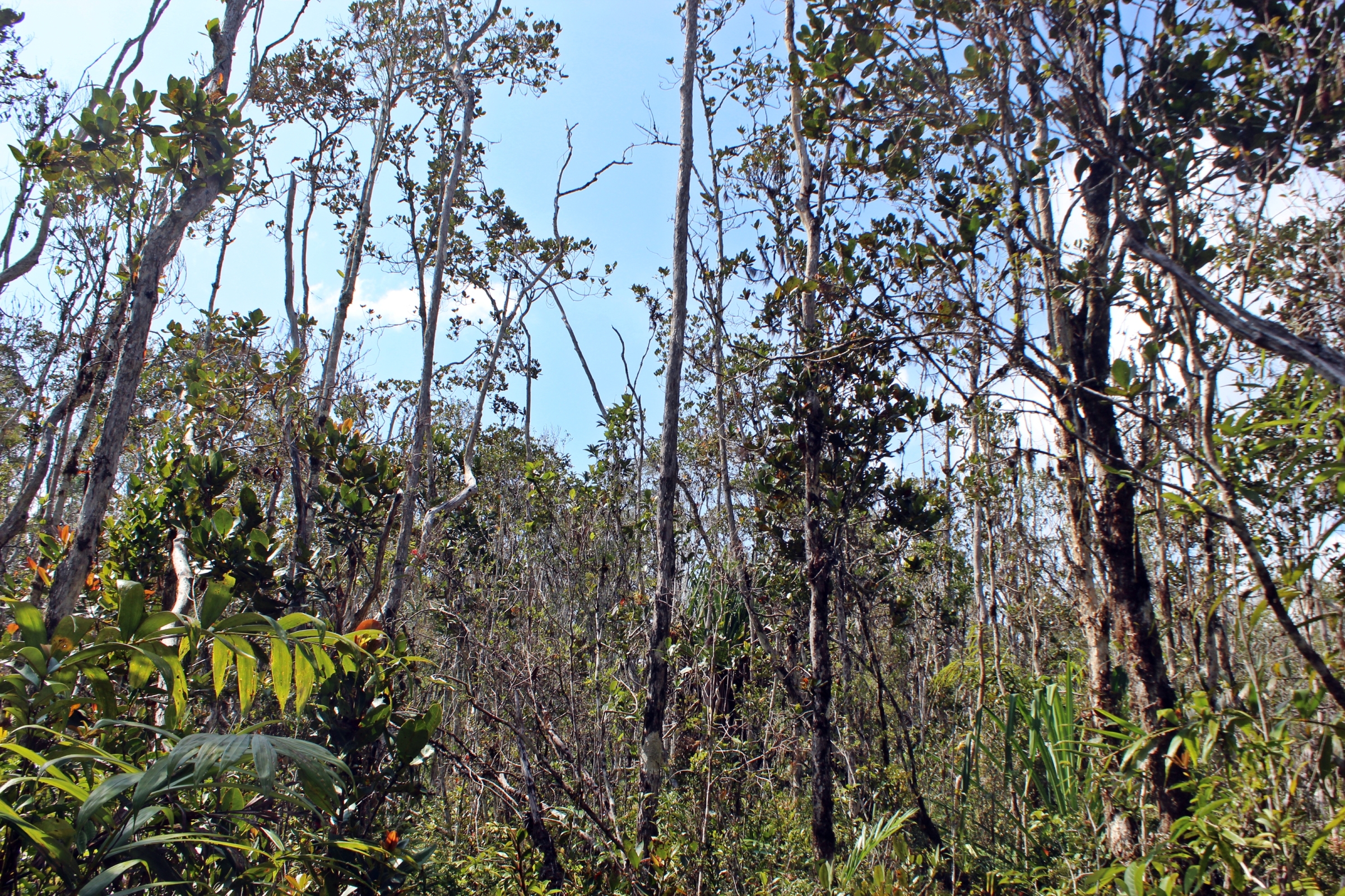 Berawang Baro, forest growing on montane bogs (Wendy A Mustaqim)