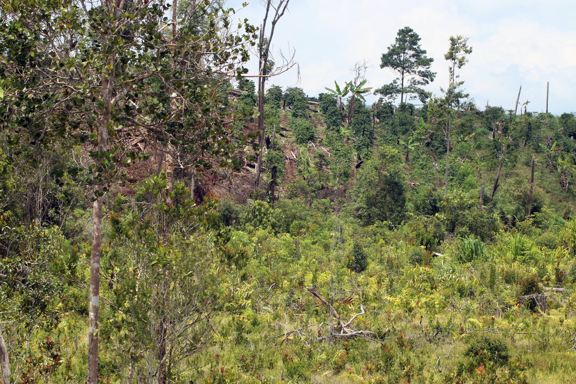 Berawang Baro, partially degraded forest with coffee plantation at the upper right (Wendy A Mustaqim)