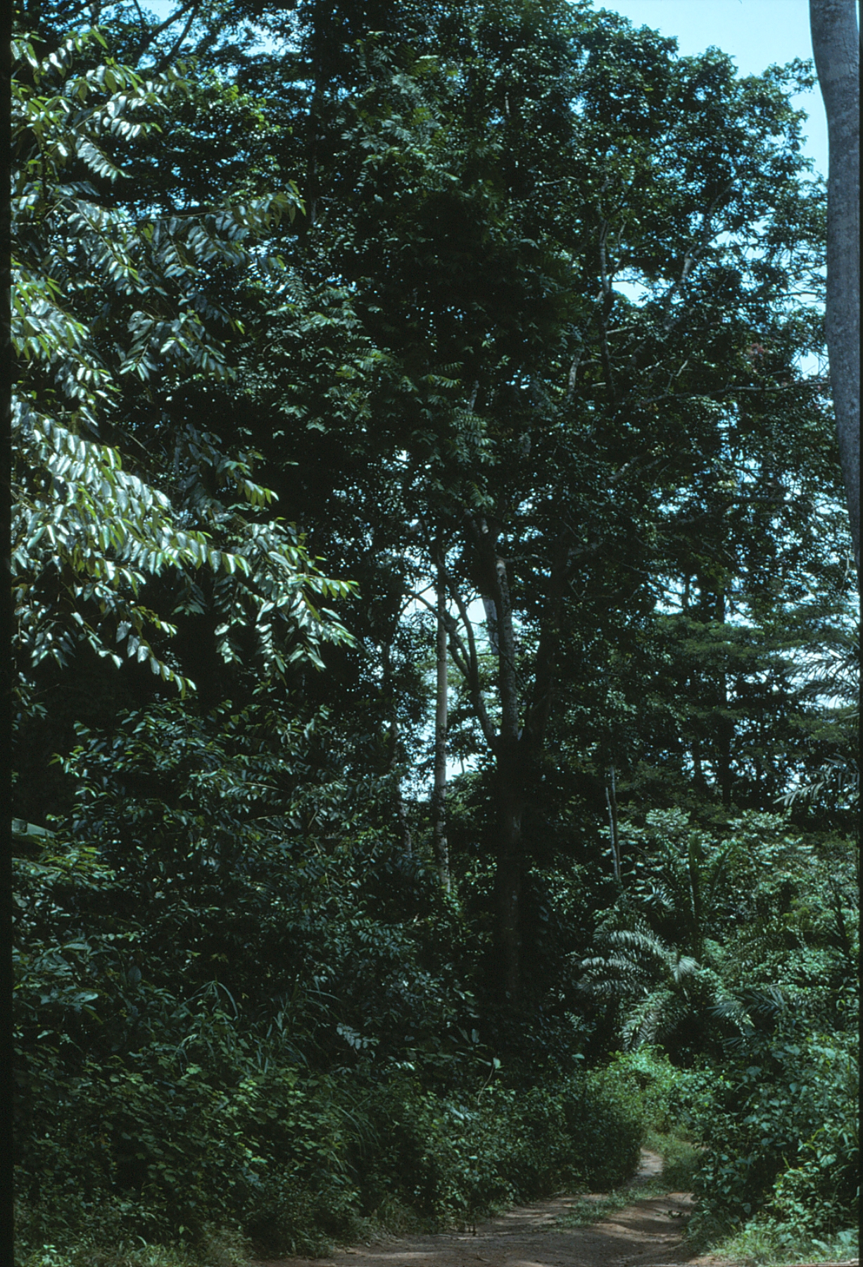 Forest at Mefou. Photograph Yvette Harvey © RBG, Kew.