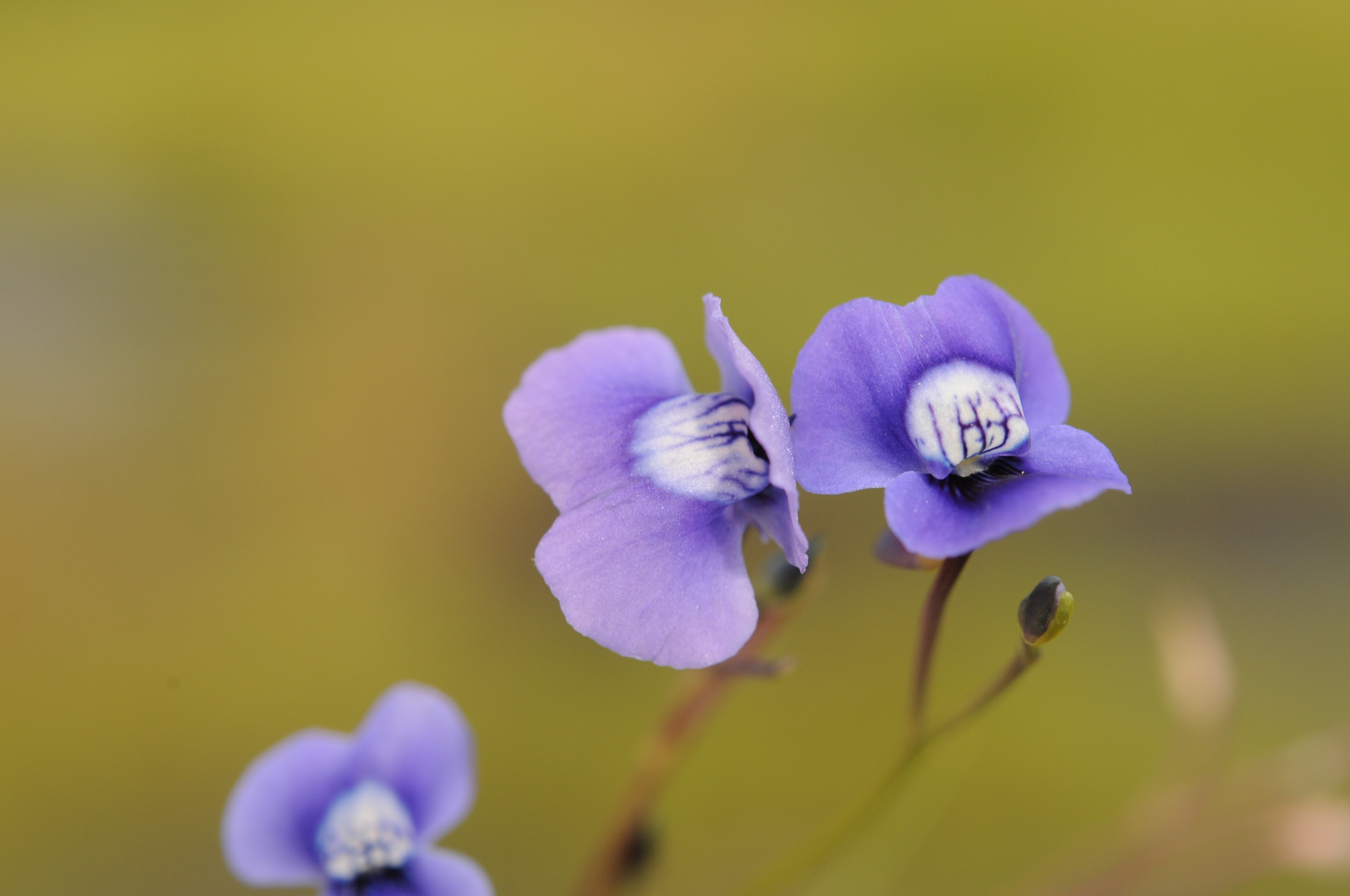 Utricularia pobeguinii (Photo: ©M. Cheek, RBG Kew)