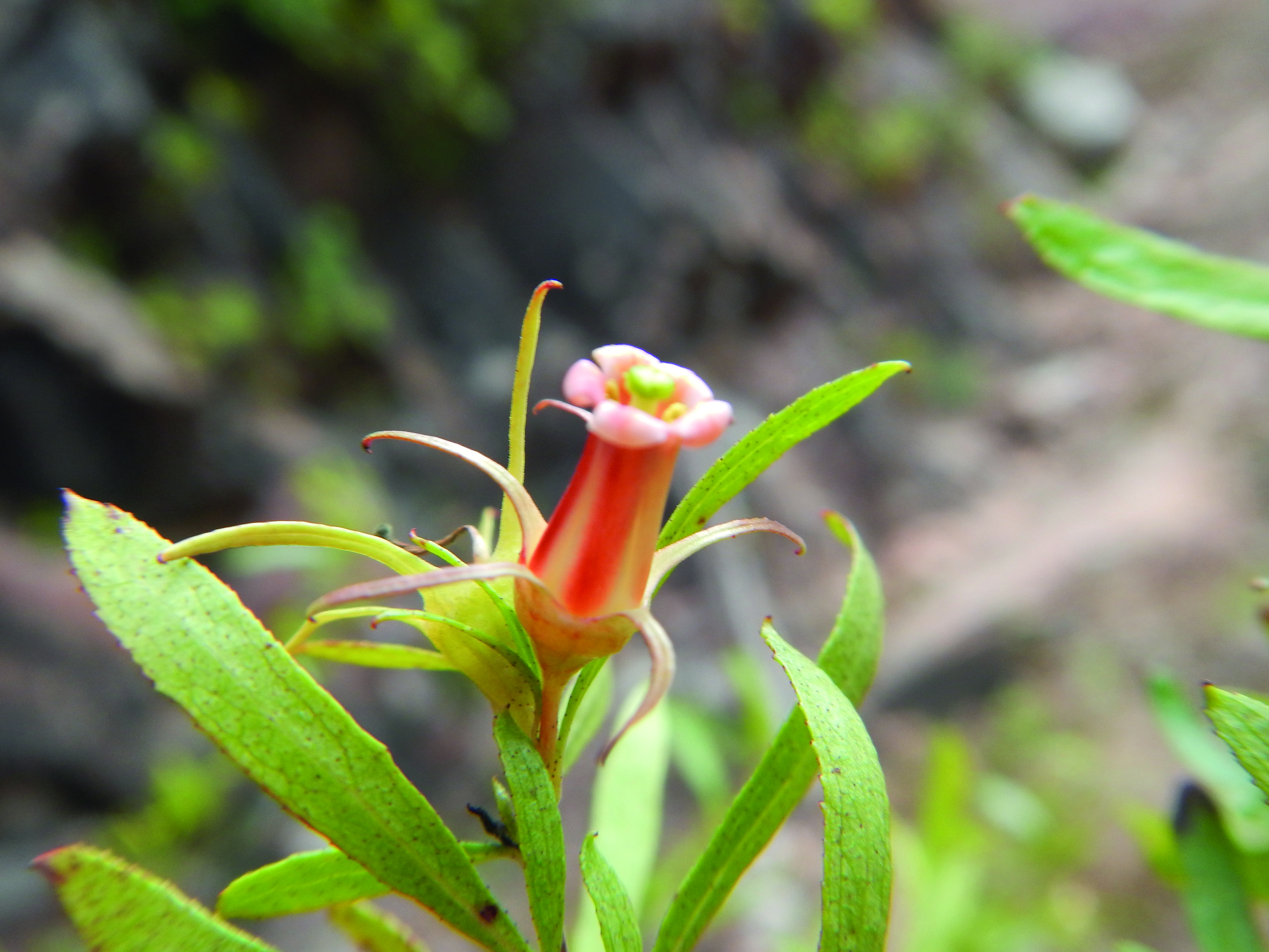 Escallonia harrisii © Julia Gutiérrez