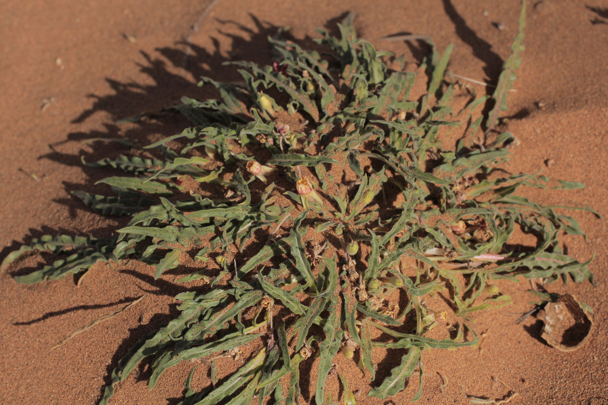 Oenothera nana © Alexander Parada