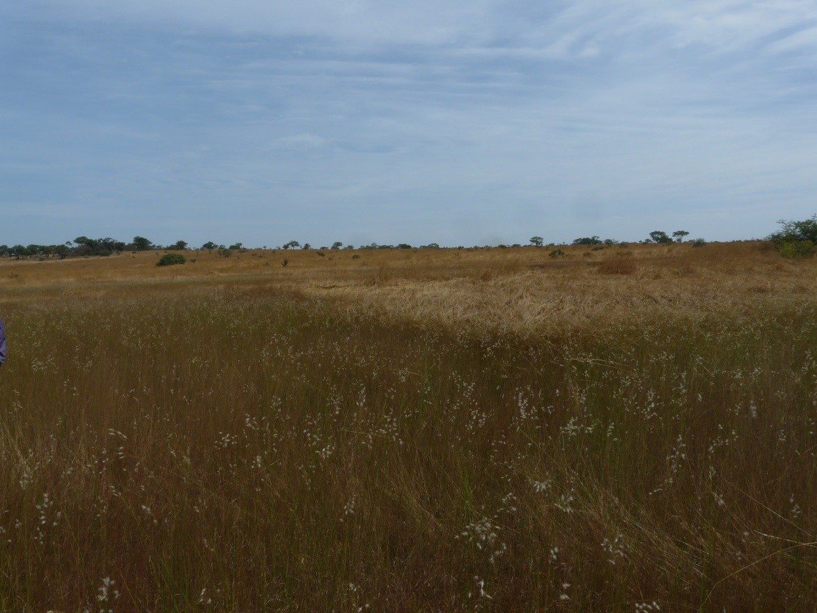 Bowal grassland at the end of the rainy season, Nov. 2018. Photos C. Couch ©RBG Kew