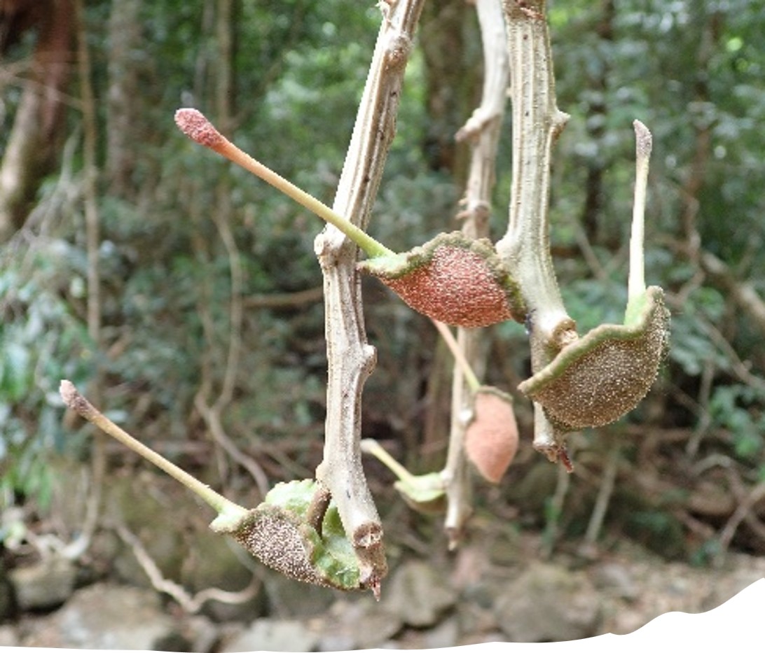 First record of Dorstenia astyanactis in Sierra Leone found at Tingi Hills
Photo credit @ Xander Burgt 2472 (5)