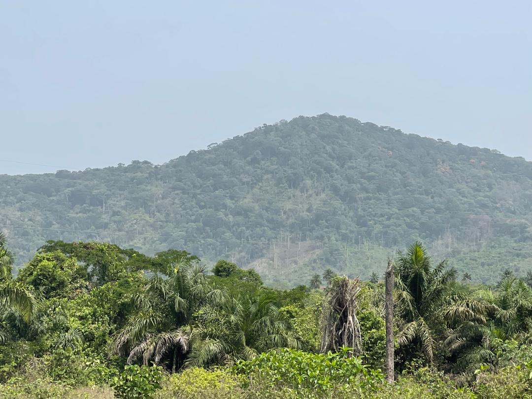 Nimini Hill North Forest landscape 
Photo credit @ Aiah Lebbie