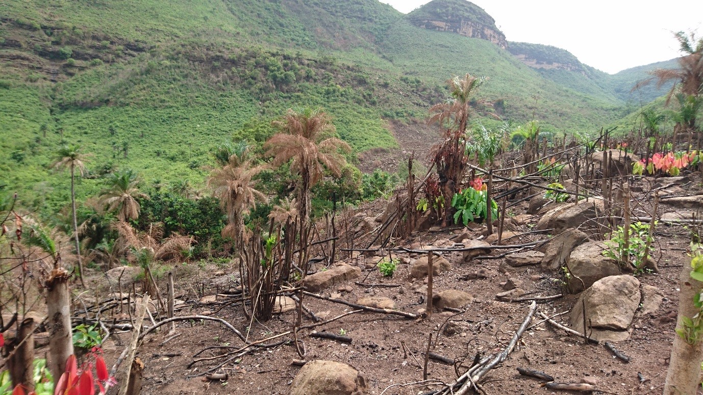 Fire damage on the slope below Kakiwondi Forest Patch, 2016. Photo: © C.Couch, RBG Kew