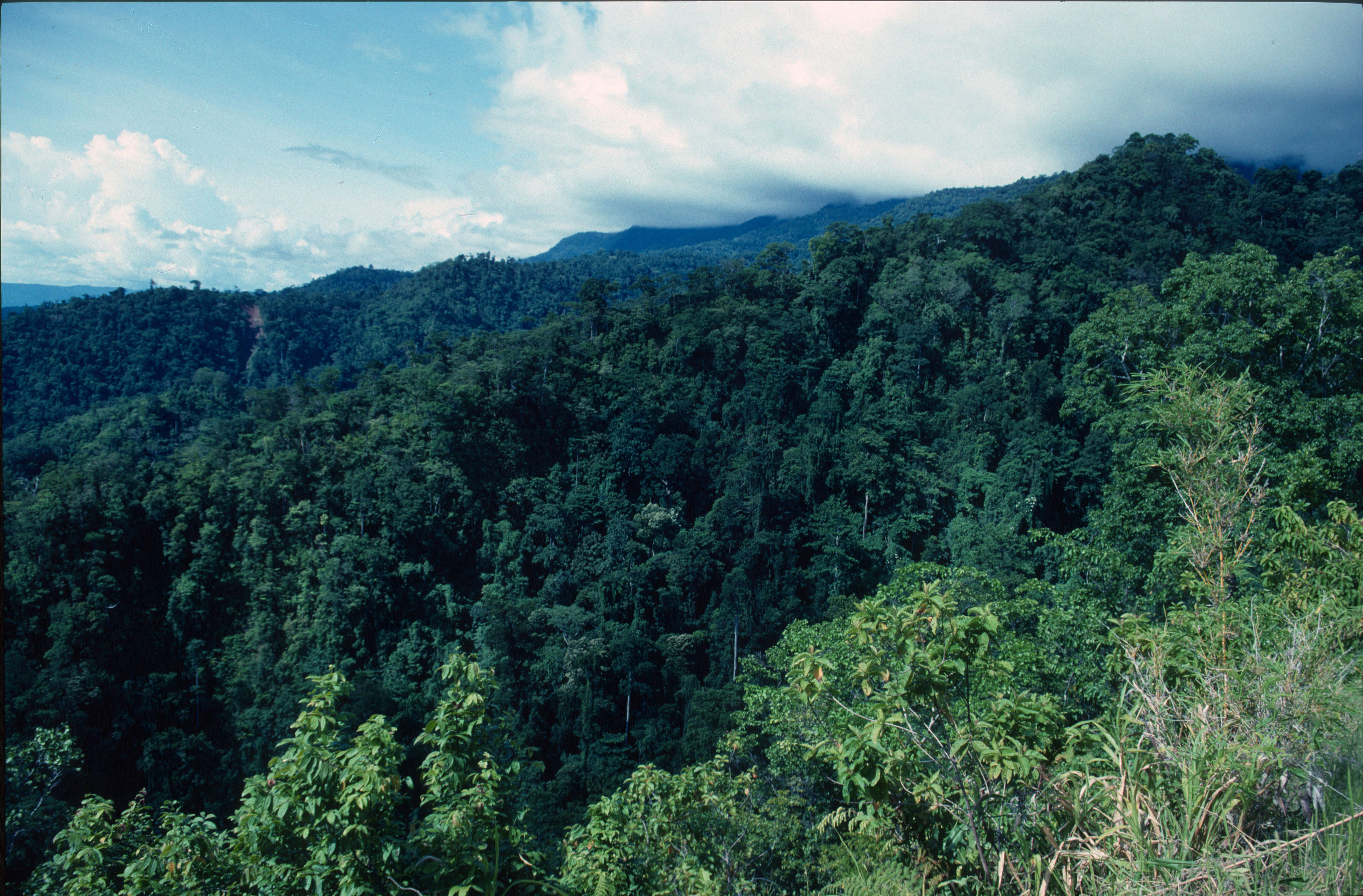 Lower montane forest in Wandamen (photo Bill Baker)