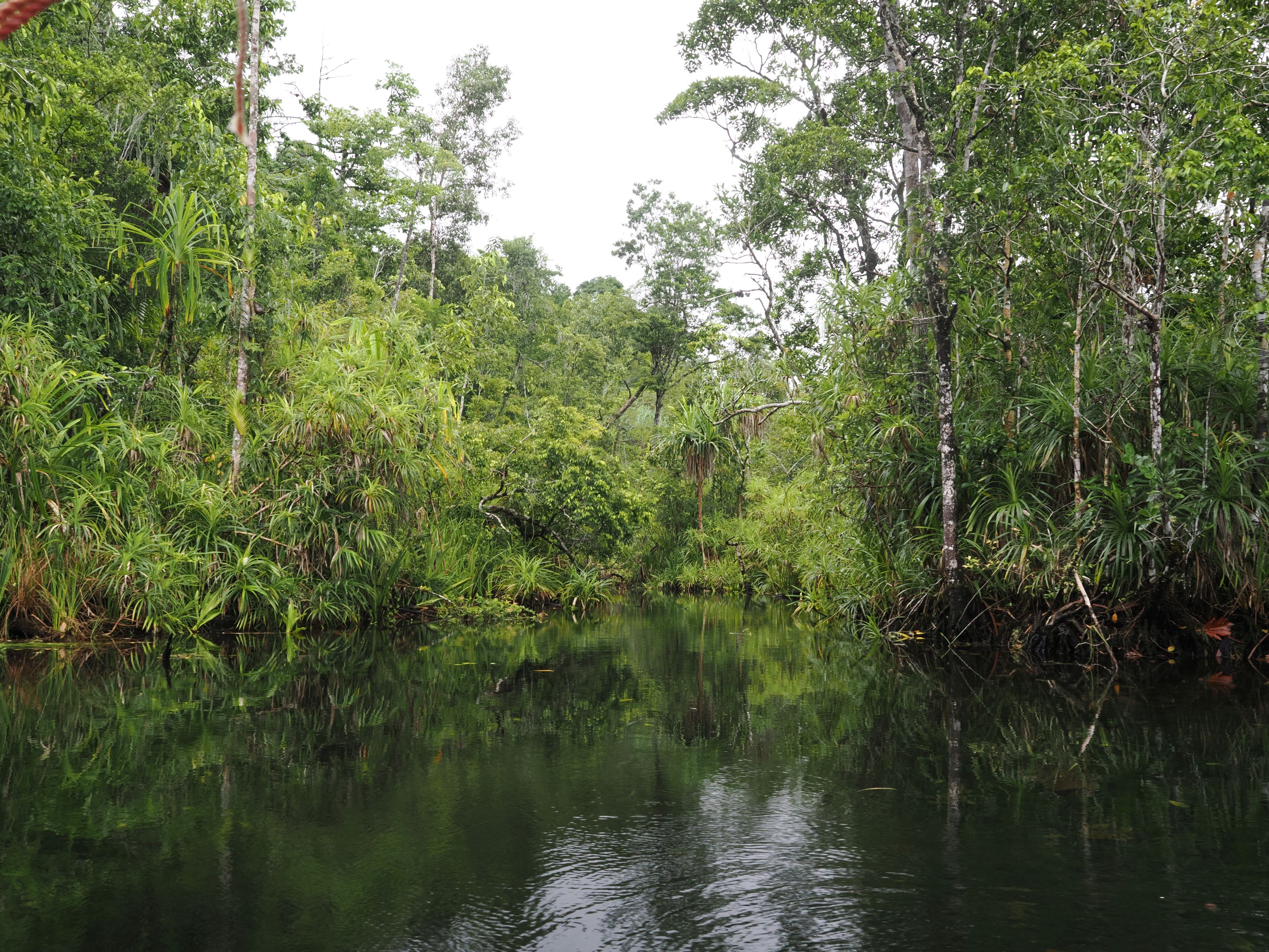 Riverine forest (Andre Schuiteman).