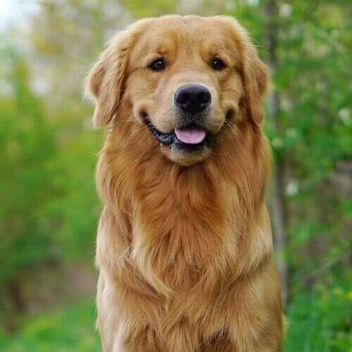 Smiling Golden Retriever Portrait in Nature