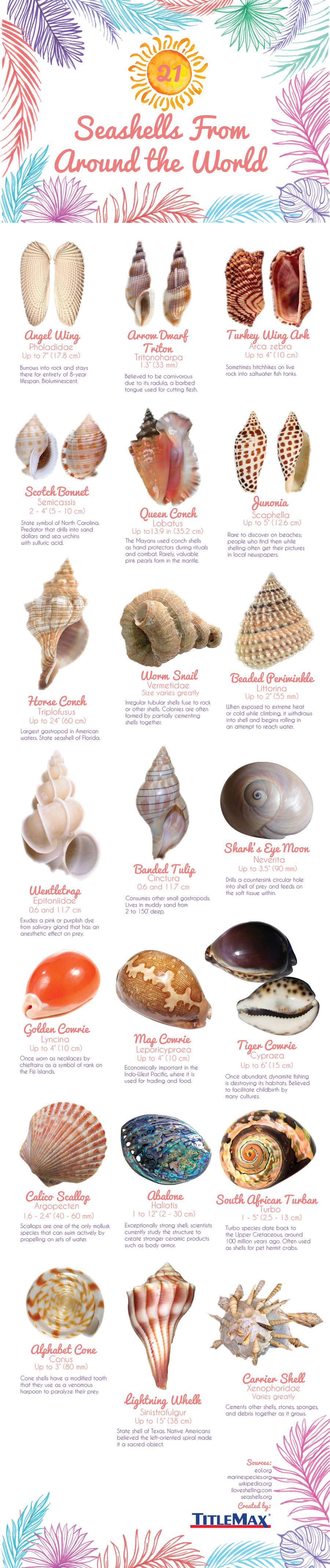 seashells-from-around-the-world-infographic-identification-guide