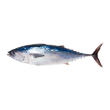 Buy  Fresh Tuna - 3.0 kg in Saudi Arabia